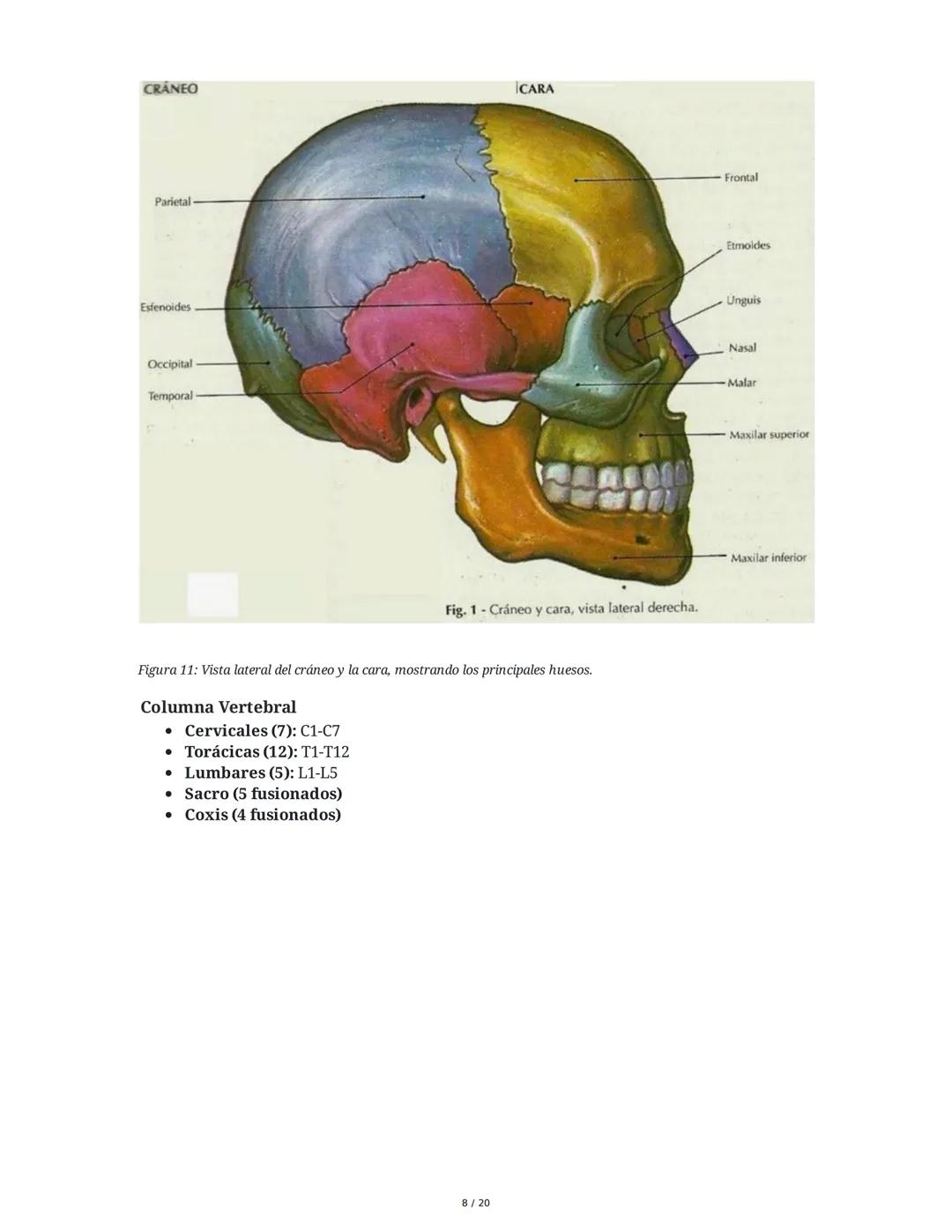 # Sistema Osteoartromuscular (SOAM)

El Sistema Osteoartromuscular (SOAM) está compuesto por la unión de huesos, articulaciones, ligamentos 