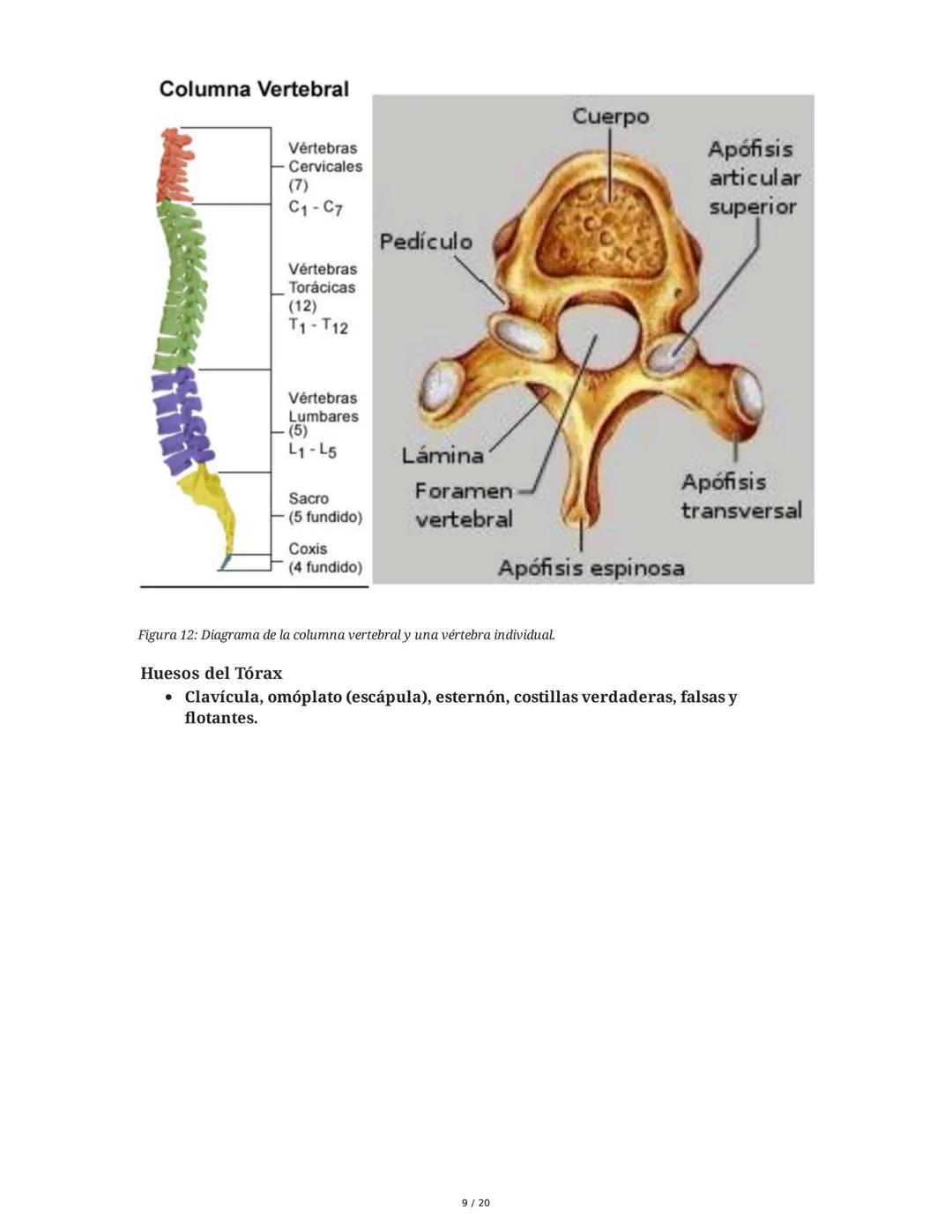 # Sistema Osteoartromuscular (SOAM)

El Sistema Osteoartromuscular (SOAM) está compuesto por la unión de huesos, articulaciones, ligamentos 