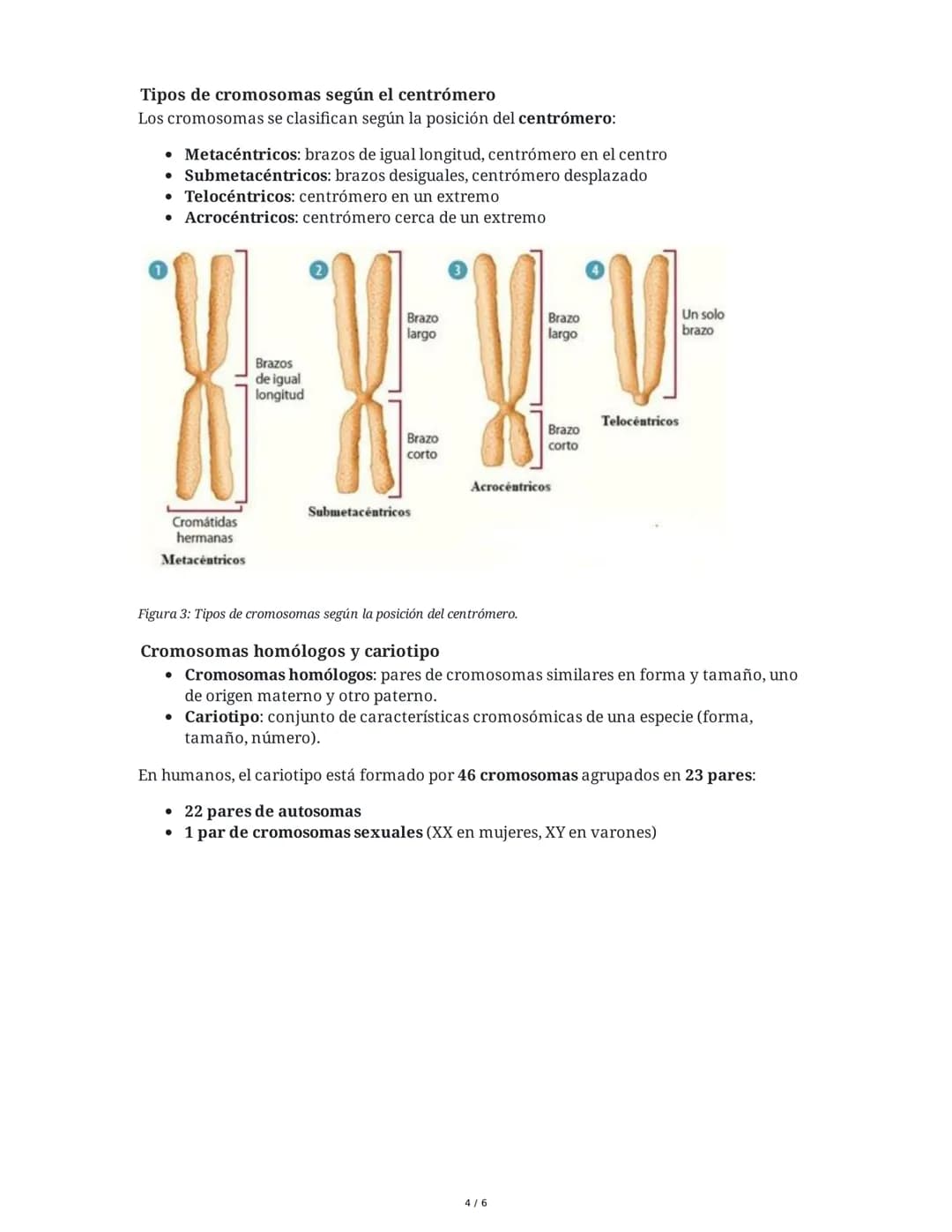 # Genética: Descubrimiento y Estructura del ADN

## 1. Descubrimiento del ADN

El ADN (ácido desoxirribonucleico) fue observado por primera 