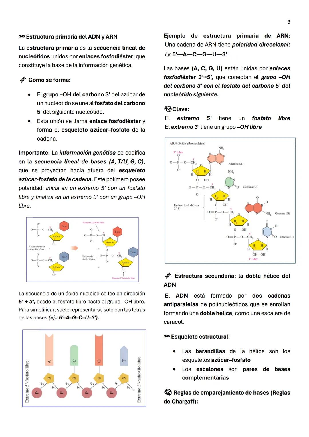 1
Unidad 6
ACIDOS NUCLEICOS
¿Qué son los ácidos nucleicos?
Son macromoléculas lineales formadas por la
repetición de nucleótidos, cuya funci