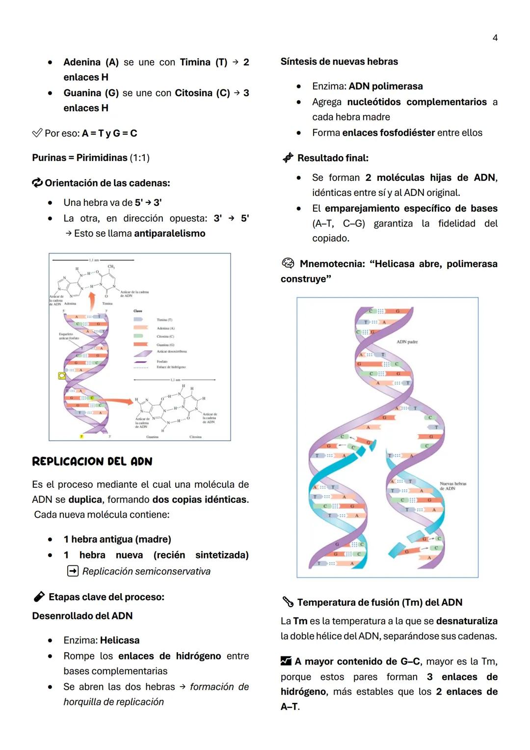 1
Unidad 6
ACIDOS NUCLEICOS
¿Qué son los ácidos nucleicos?
Son macromoléculas lineales formadas por la
repetición de nucleótidos, cuya funci