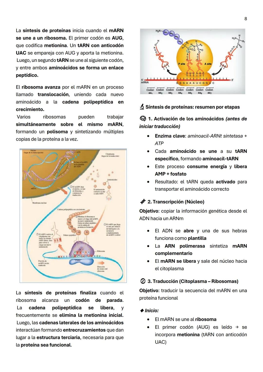1
Unidad 6
ACIDOS NUCLEICOS
¿Qué son los ácidos nucleicos?
Son macromoléculas lineales formadas por la
repetición de nucleótidos, cuya funci