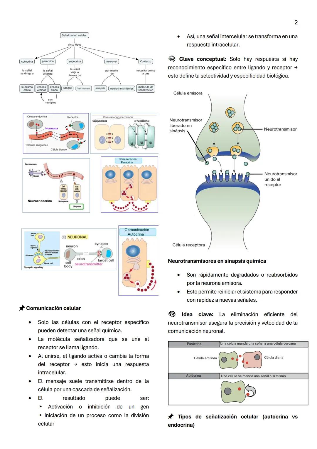 1
Unidad 7
SISTEMA ENDOCRINO
Definicion Conjunto de órganos y tejidos que
secretan hormonas al torrente sanguíneo.
Función general: Comunica