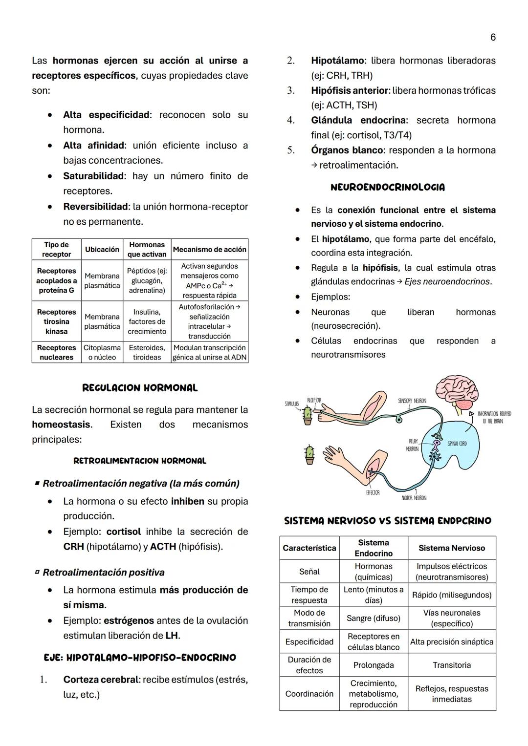 1
Unidad 7
SISTEMA ENDOCRINO
Definicion Conjunto de órganos y tejidos que
secretan hormonas al torrente sanguíneo.
Función general: Comunica