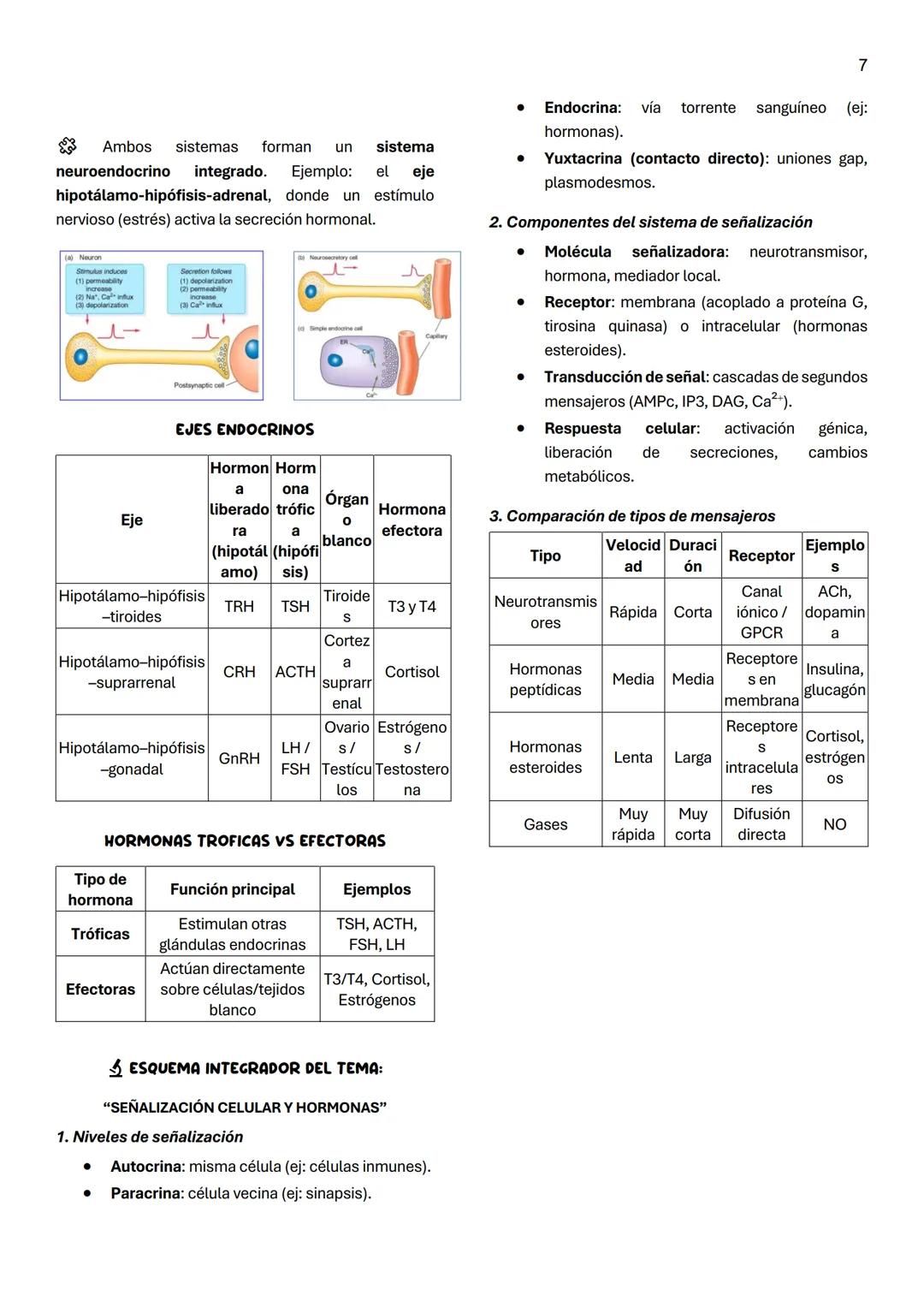 1
Unidad 7
SISTEMA ENDOCRINO
Definicion Conjunto de órganos y tejidos que
secretan hormonas al torrente sanguíneo.
Función general: Comunica