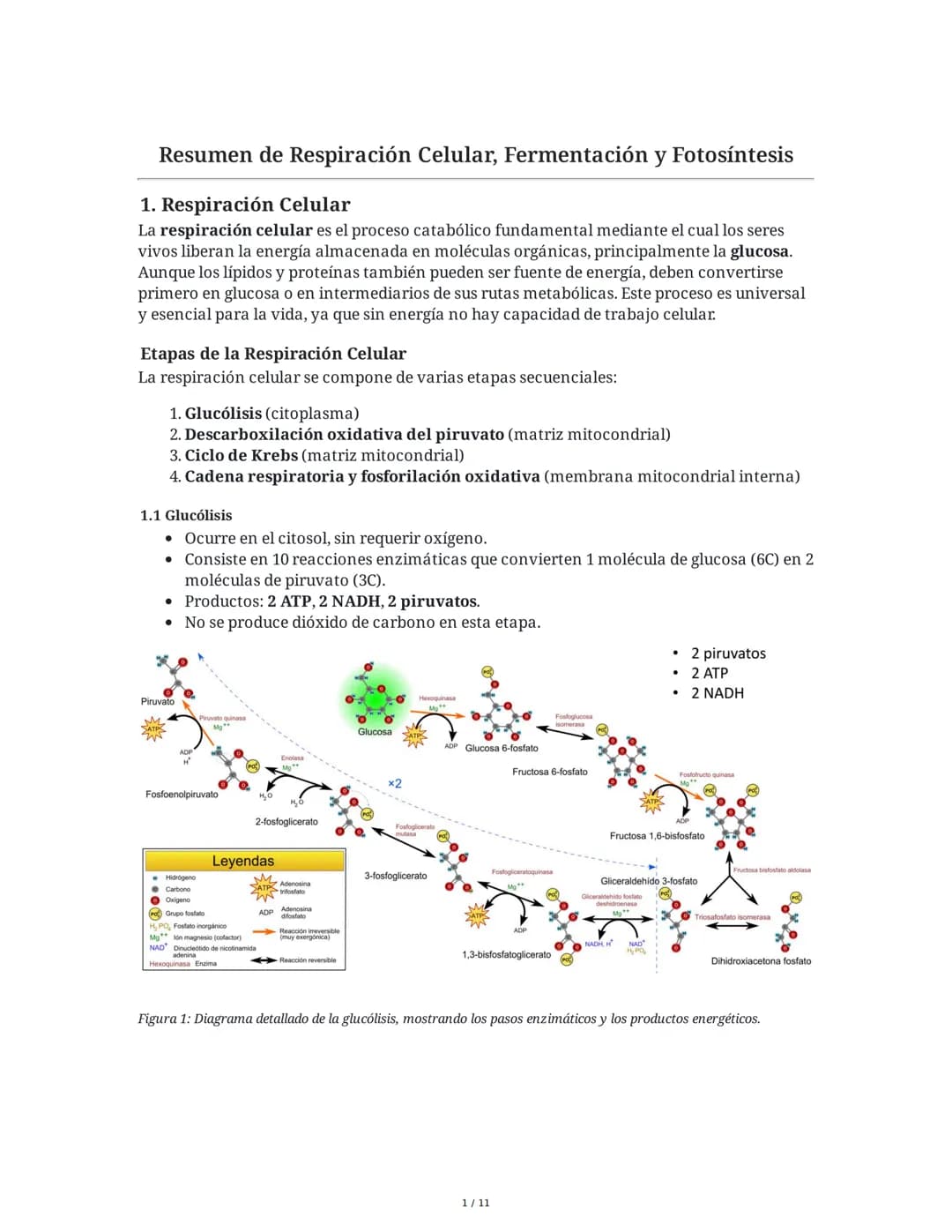 Respiración, Fermentación y Fotosíntesis