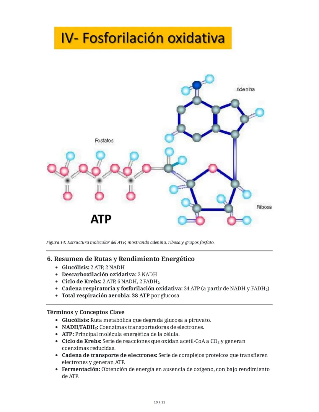 Resumen de Respiración Celular, Fermentación y Fotosíntesis
1. Respiración Celular
La respiración celular es el proceso catabólico fundament