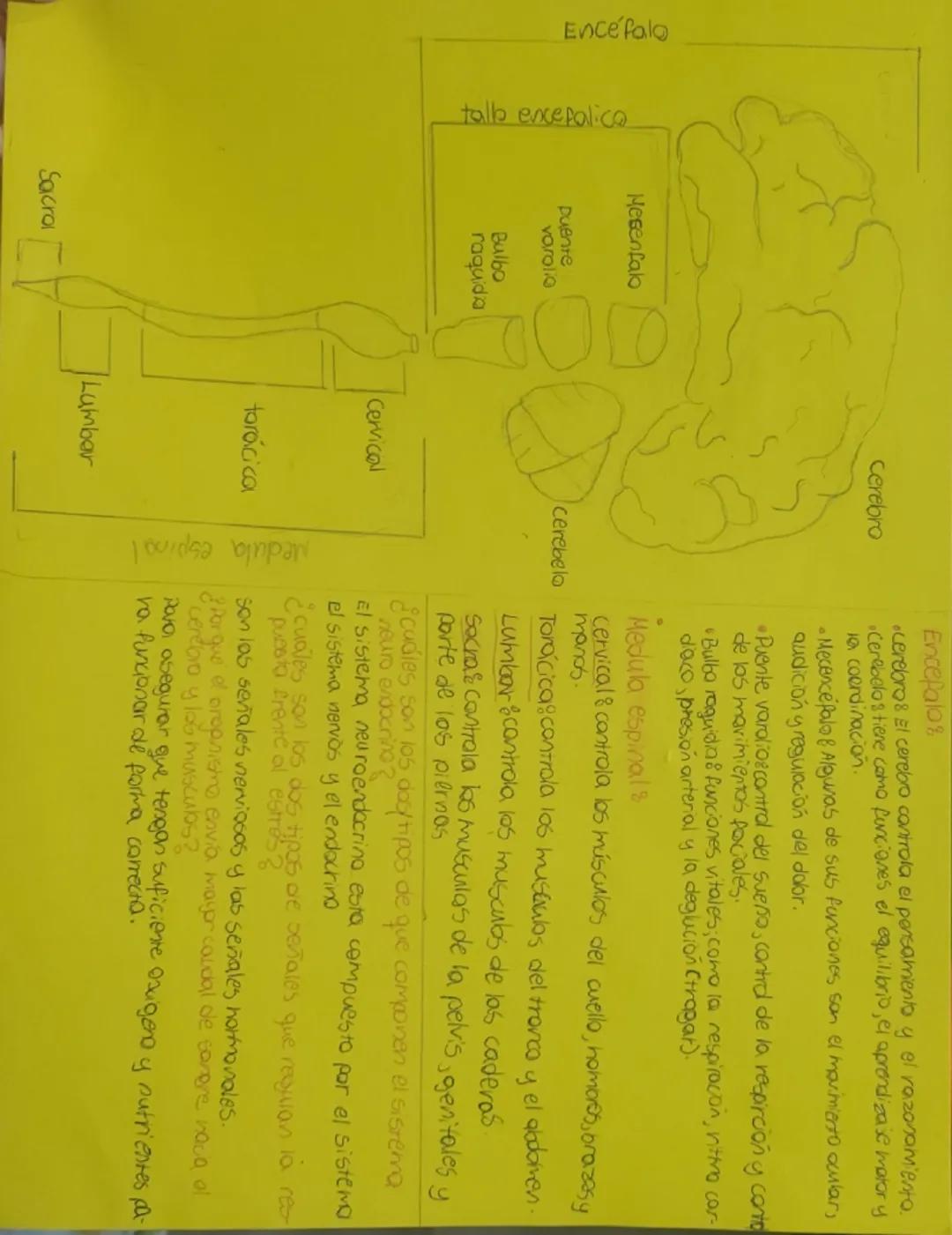 --- OCR Start ---
Encefalo
talb encefalico
Mergenfalo
Duente
voralio
Bulbo
raquidia
Cerebro
Cervical
torácica
Encefalos
cerebros El cerebro 