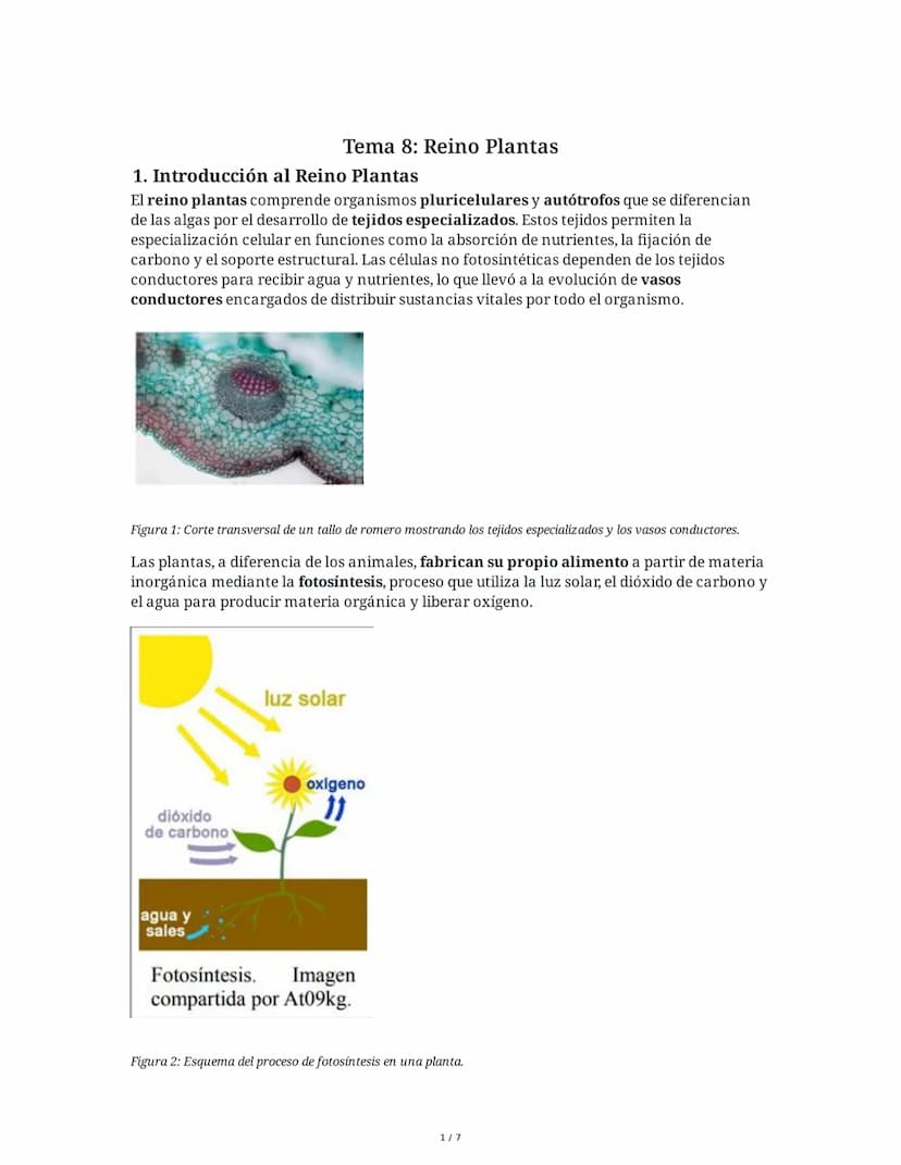 Tema 8: Reino Plantas
1. Introducción al Reino Plantas
El reino plantas comprende organismos pluricelulares y autótrofos que se diferencian
