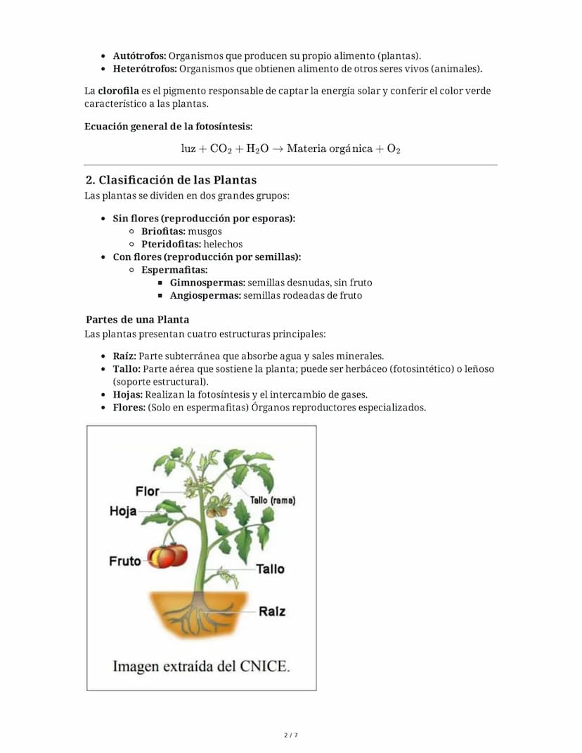 Tema 8: Reino Plantas
1. Introducción al Reino Plantas
El reino plantas comprende organismos pluricelulares y autótrofos que se diferencian
