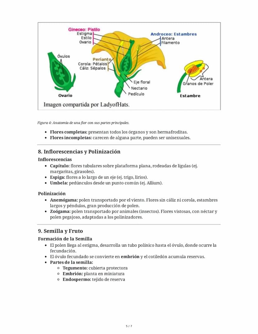 Tema 8: Reino Plantas
1. Introducción al Reino Plantas
El reino plantas comprende organismos pluricelulares y autótrofos que se diferencian
