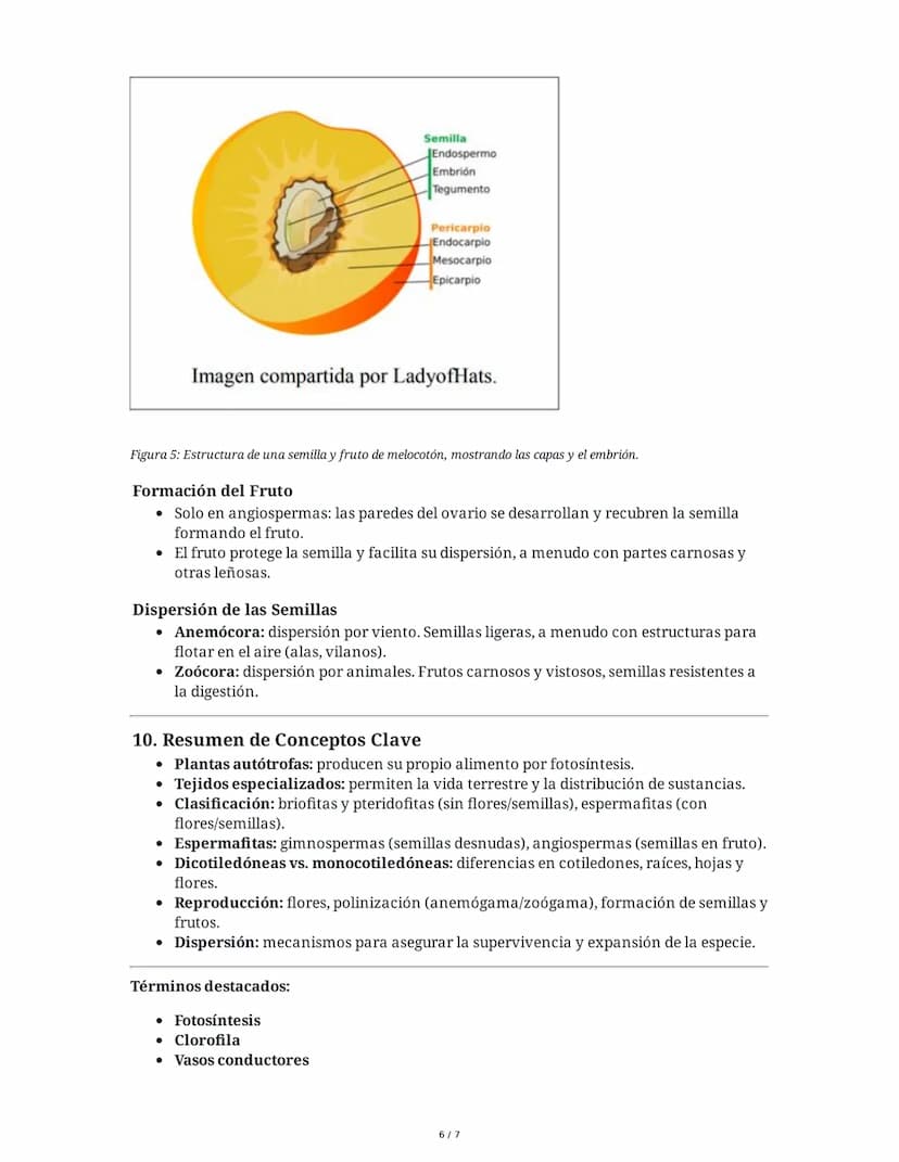 Tema 8: Reino Plantas
1. Introducción al Reino Plantas
El reino plantas comprende organismos pluricelulares y autótrofos que se diferencian
