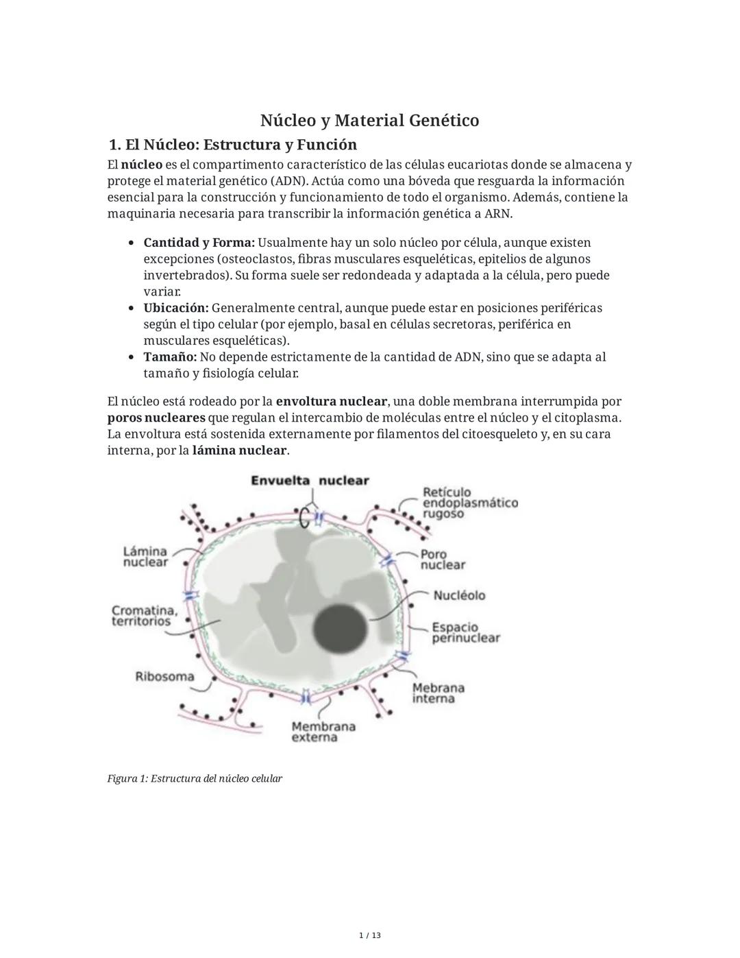 Núcleo y Material Genético
1. El Núcleo: Estructura y Función
El núcleo es el compartimento característico de las células eucariotas donde s