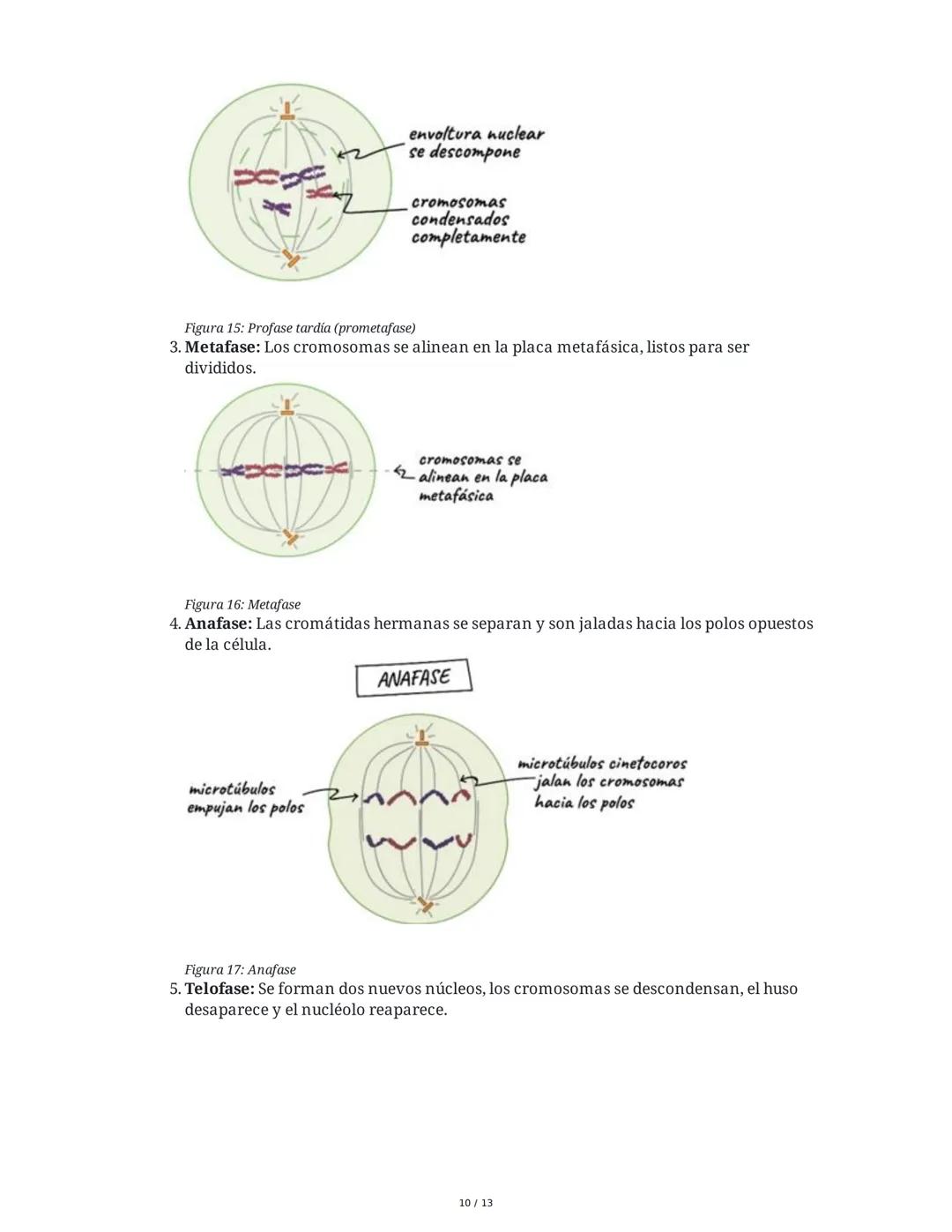 Núcleo y Material Genético
1. El Núcleo: Estructura y Función
El núcleo es el compartimento característico de las células eucariotas donde s