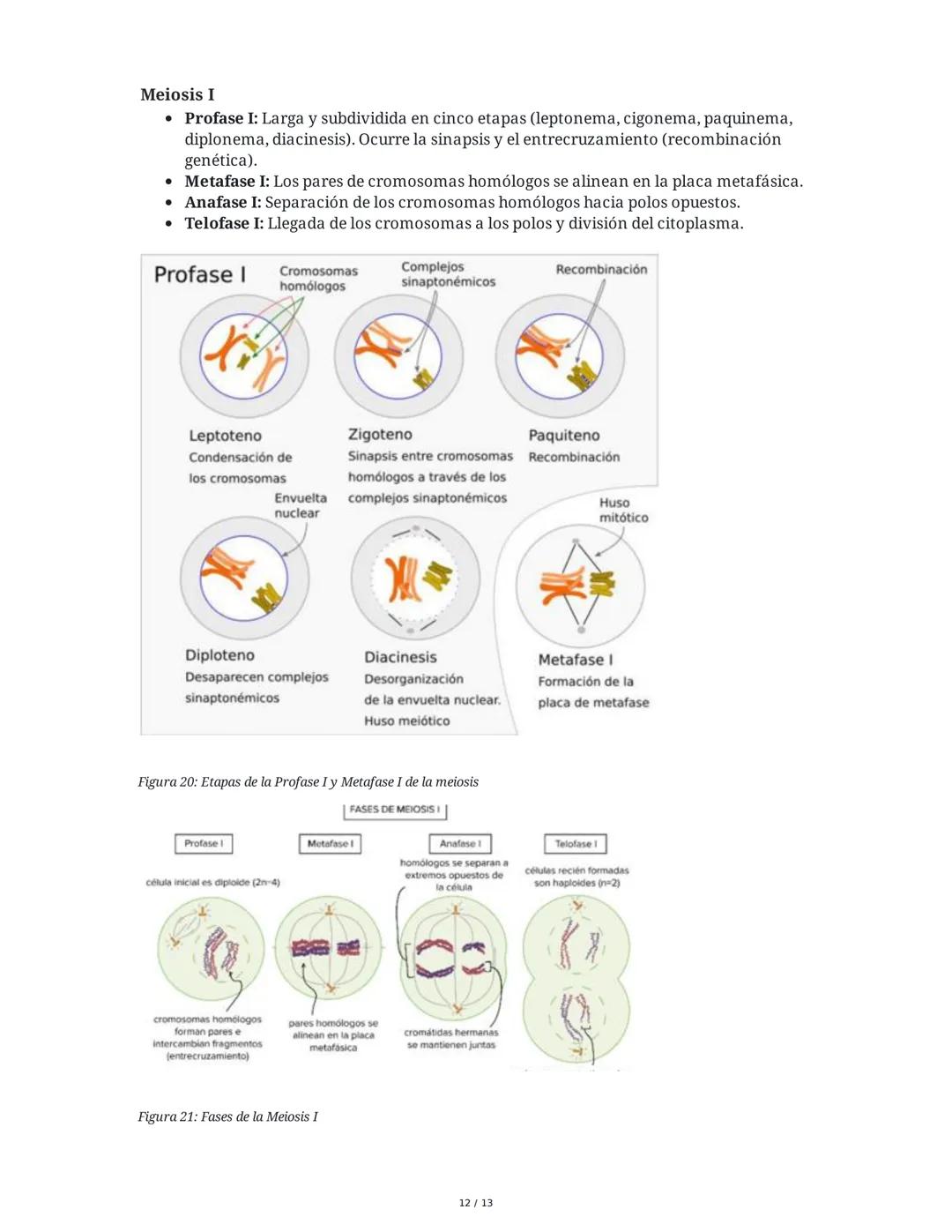 Núcleo y Material Genético
1. El Núcleo: Estructura y Función
El núcleo es el compartimento característico de las células eucariotas donde s