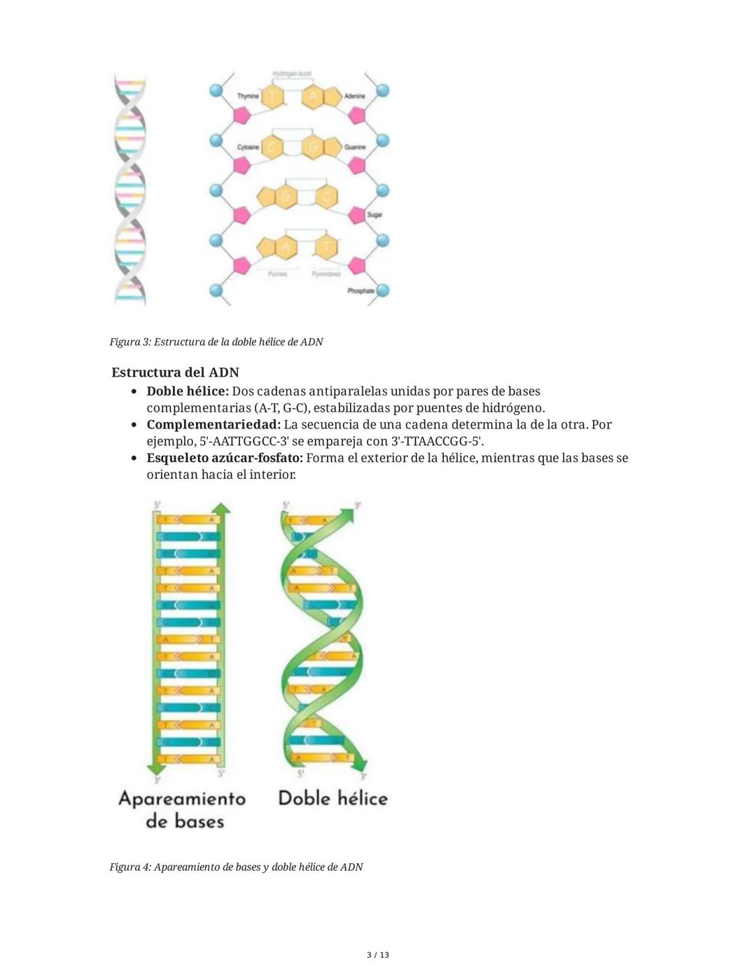 Núcleo y Material Genético
1. El Núcleo: Estructura y Función
El núcleo es el compartimento característico de las células eucariotas donde s