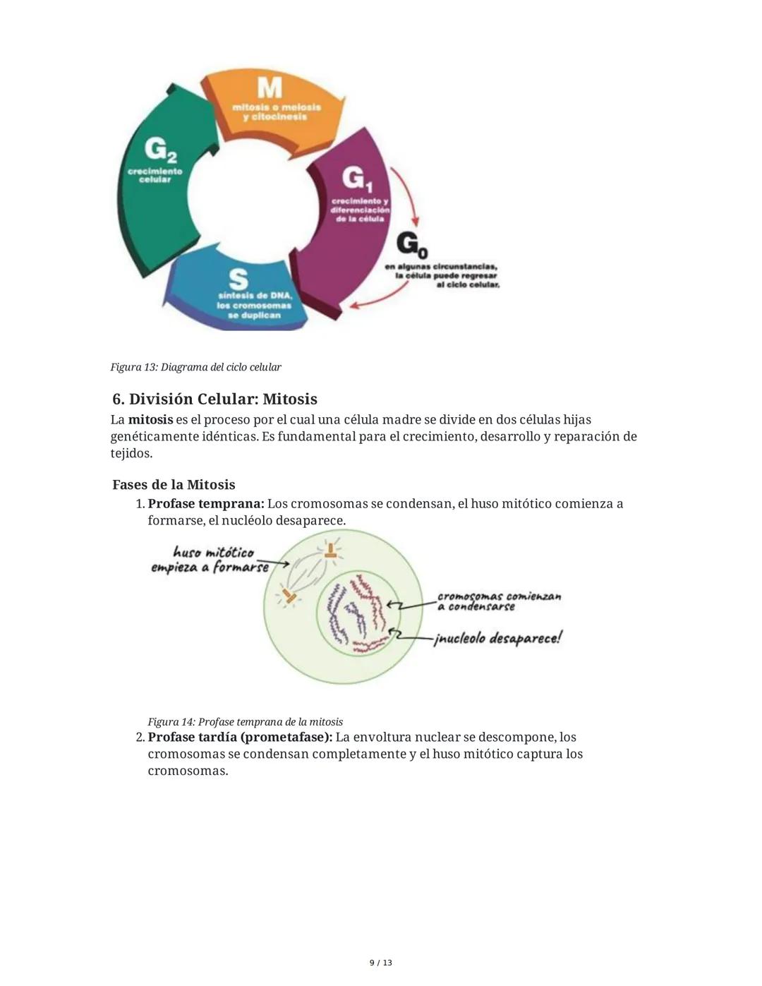 Núcleo y Material Genético
1. El Núcleo: Estructura y Función
El núcleo es el compartimento característico de las células eucariotas donde s