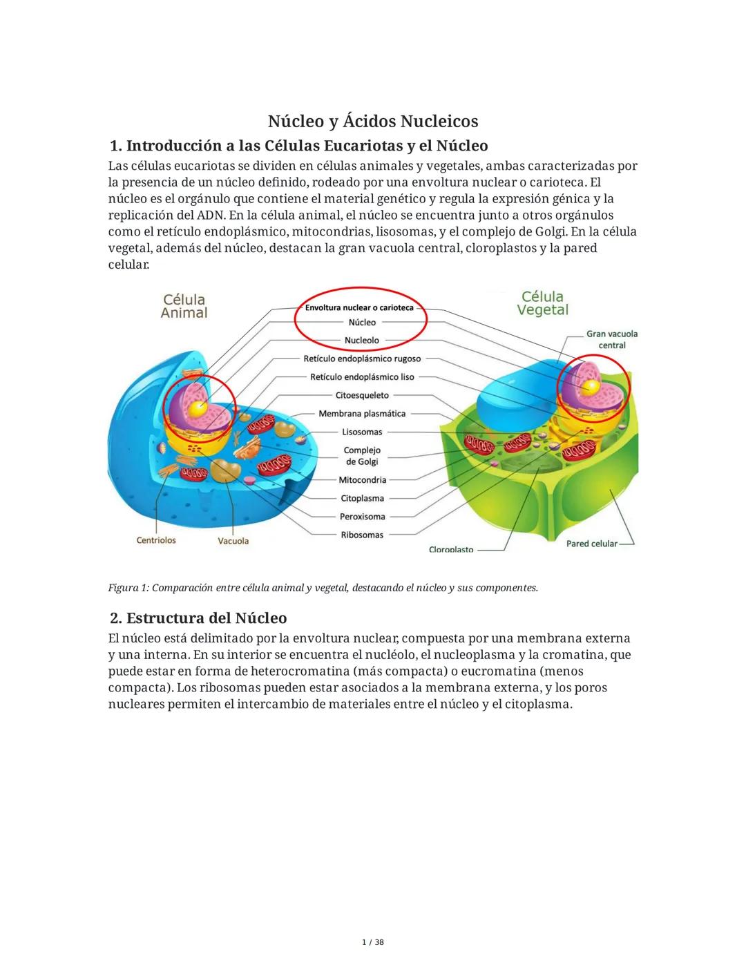 Núcleo Celular y Ácidos Nucleicos