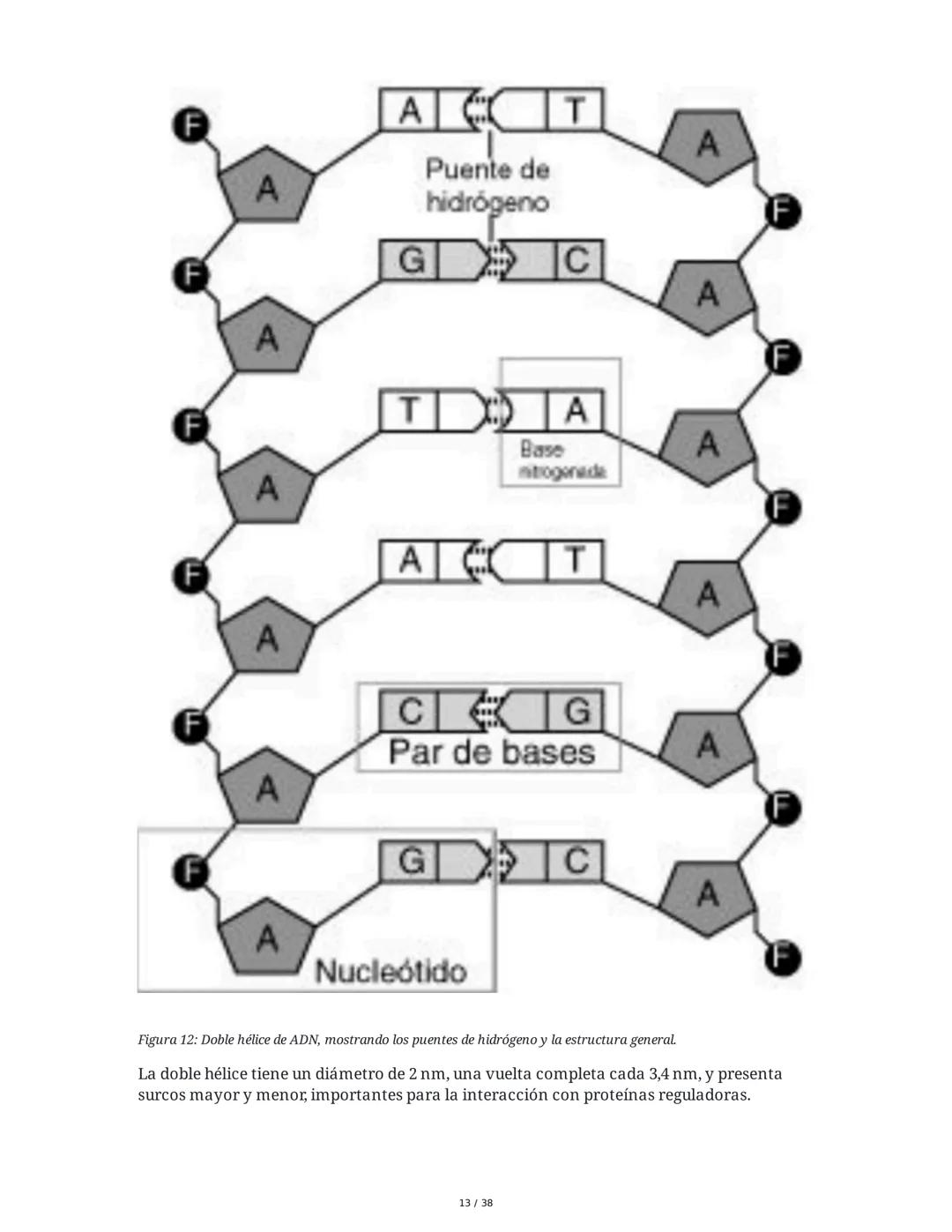 Núcleo y Ácidos Nucleicos
1. Introducción a las Células Eucariotas y el Núcleo
Las células eucariotas se dividen en células animales y veget
