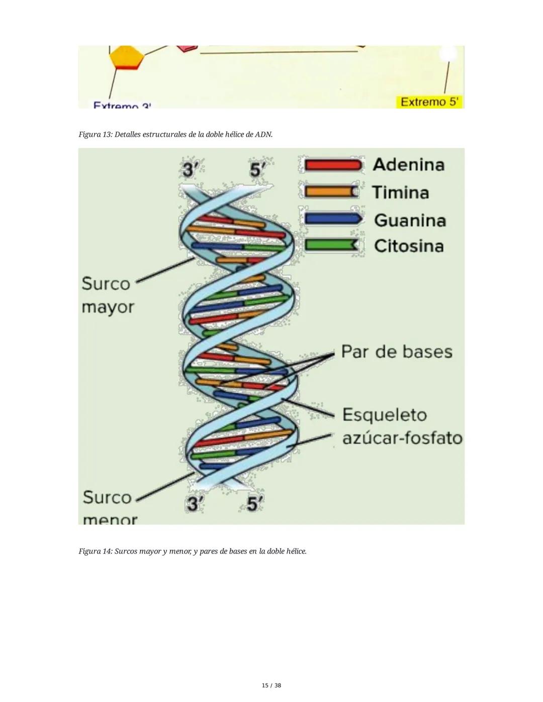Núcleo y Ácidos Nucleicos
1. Introducción a las Células Eucariotas y el Núcleo
Las células eucariotas se dividen en células animales y veget