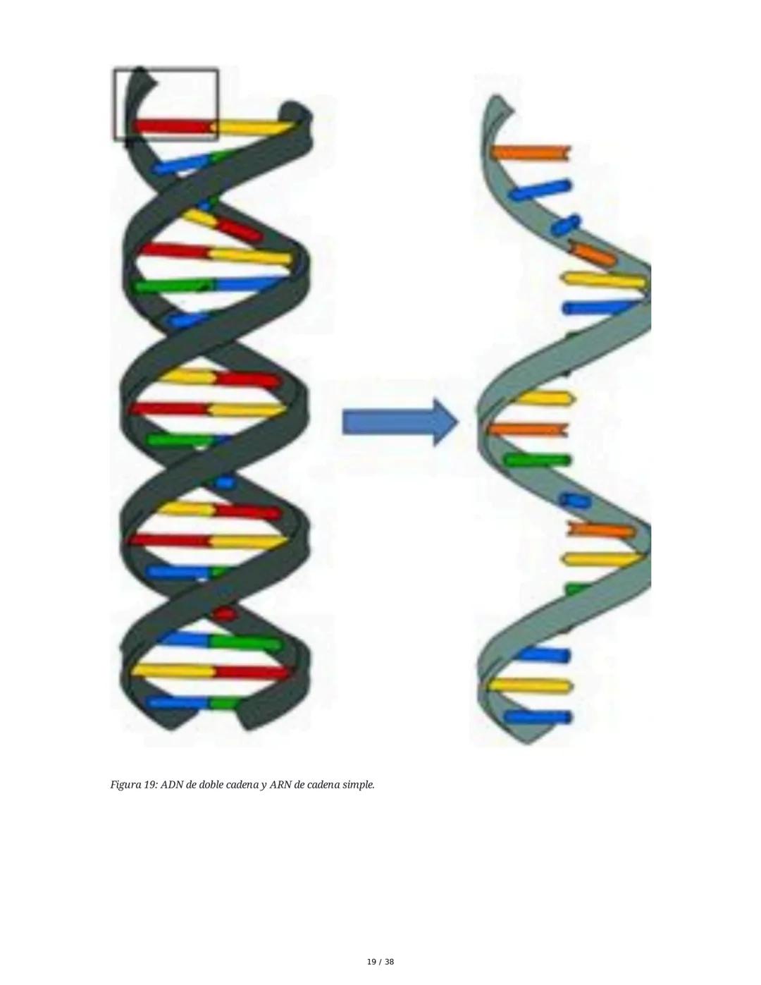 Núcleo y Ácidos Nucleicos
1. Introducción a las Células Eucariotas y el Núcleo
Las células eucariotas se dividen en células animales y veget