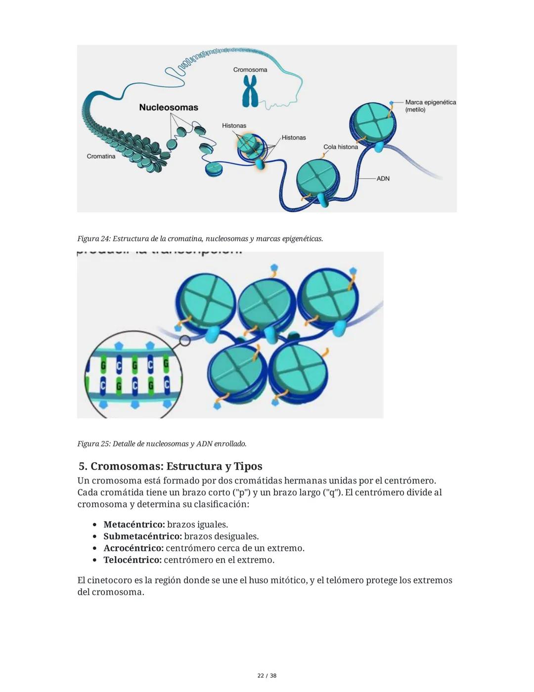 Núcleo y Ácidos Nucleicos
1. Introducción a las Células Eucariotas y el Núcleo
Las células eucariotas se dividen en células animales y veget