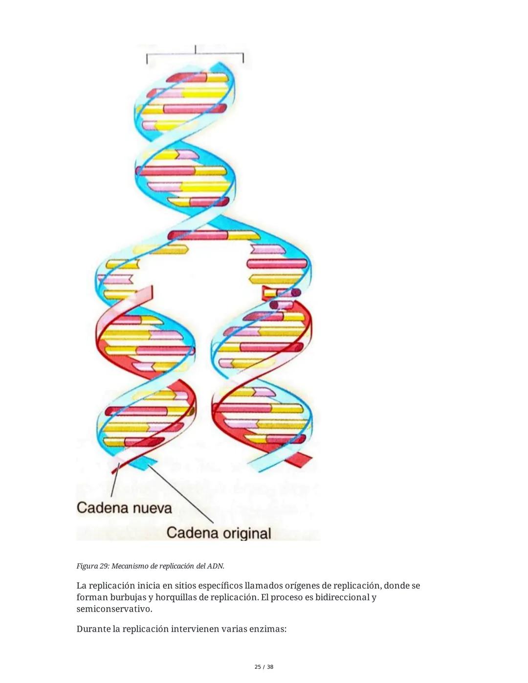 Núcleo y Ácidos Nucleicos
1. Introducción a las Células Eucariotas y el Núcleo
Las células eucariotas se dividen en células animales y veget
