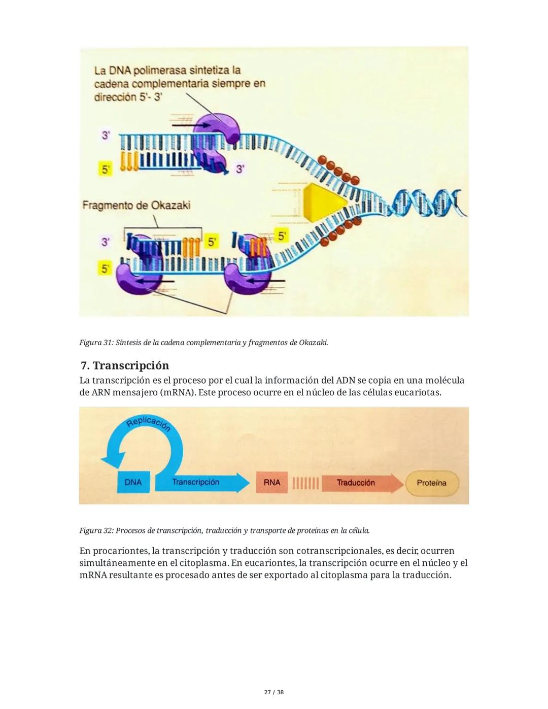 Núcleo y Ácidos Nucleicos
1. Introducción a las Células Eucariotas y el Núcleo
Las células eucariotas se dividen en células animales y veget