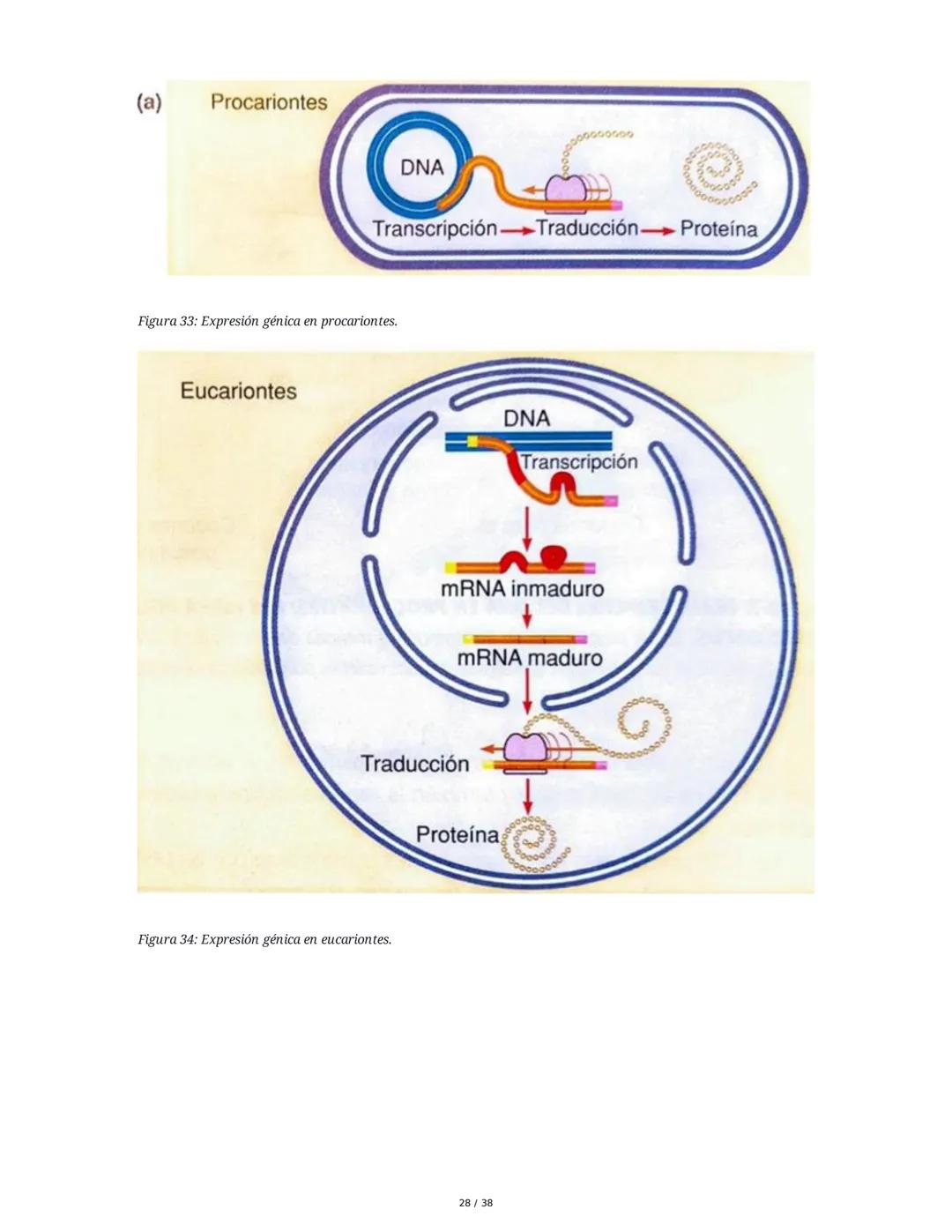 Núcleo y Ácidos Nucleicos
1. Introducción a las Células Eucariotas y el Núcleo
Las células eucariotas se dividen en células animales y veget