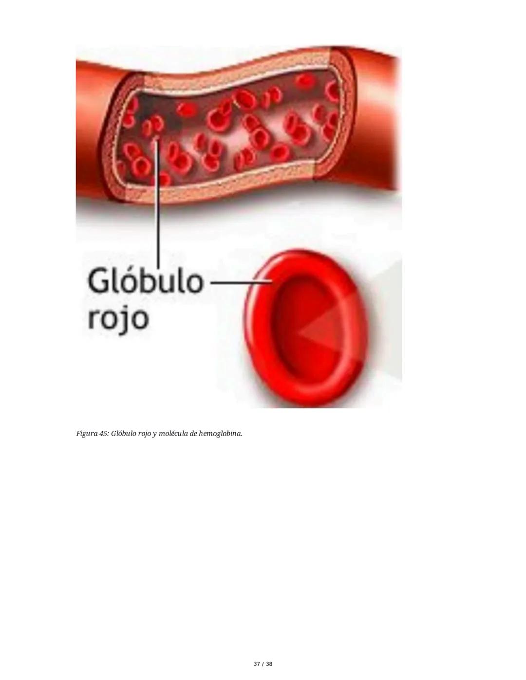 Núcleo y Ácidos Nucleicos
1. Introducción a las Células Eucariotas y el Núcleo
Las células eucariotas se dividen en células animales y veget