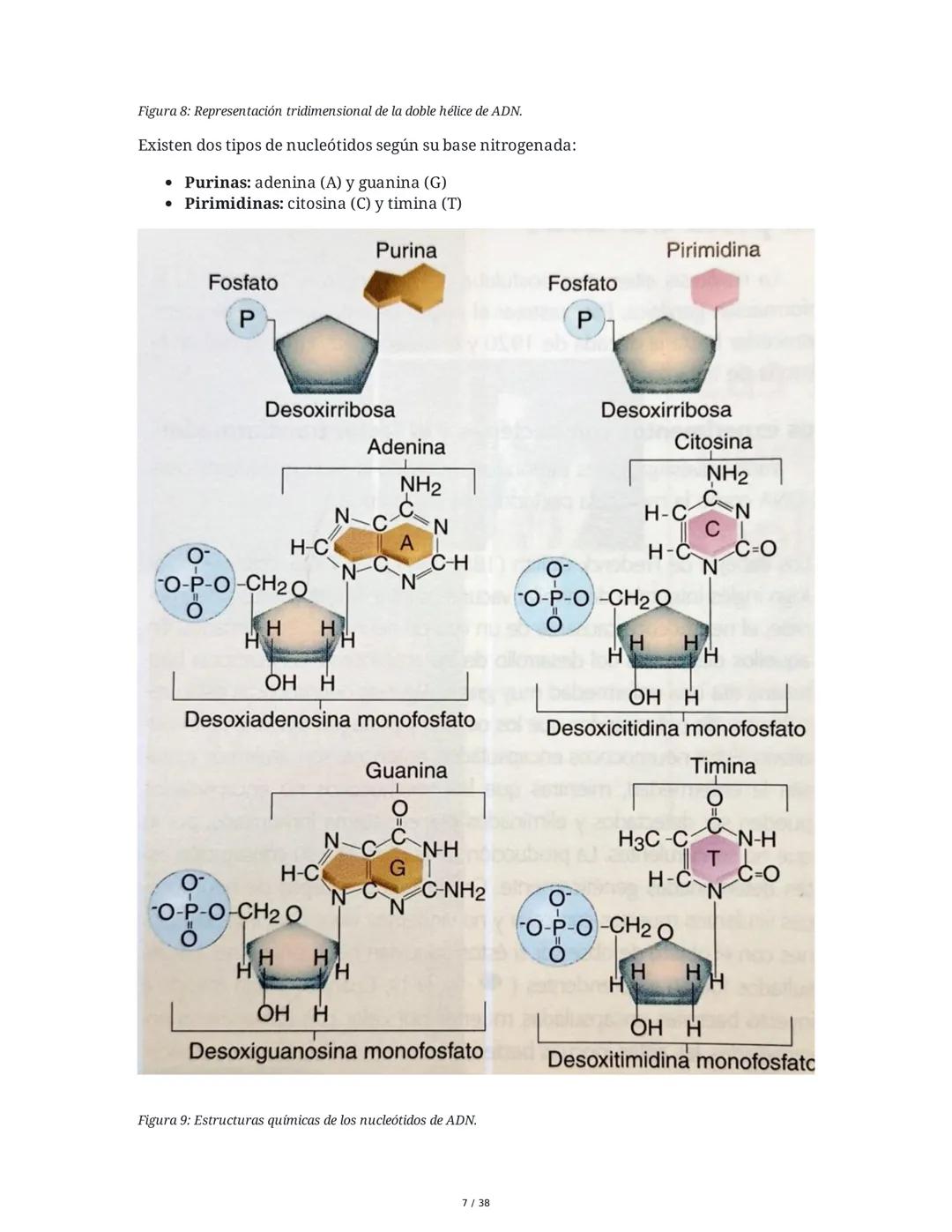 Núcleo y Ácidos Nucleicos
1. Introducción a las Células Eucariotas y el Núcleo
Las células eucariotas se dividen en células animales y veget