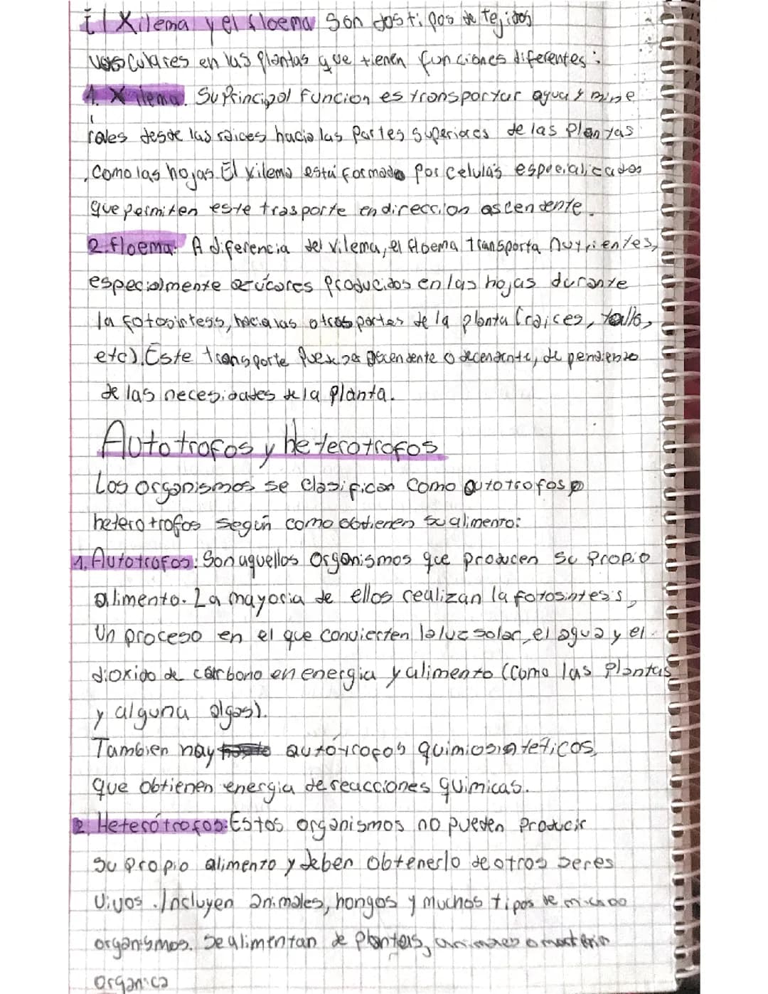 El xilema y el floema / autotrofos y heterotrofos