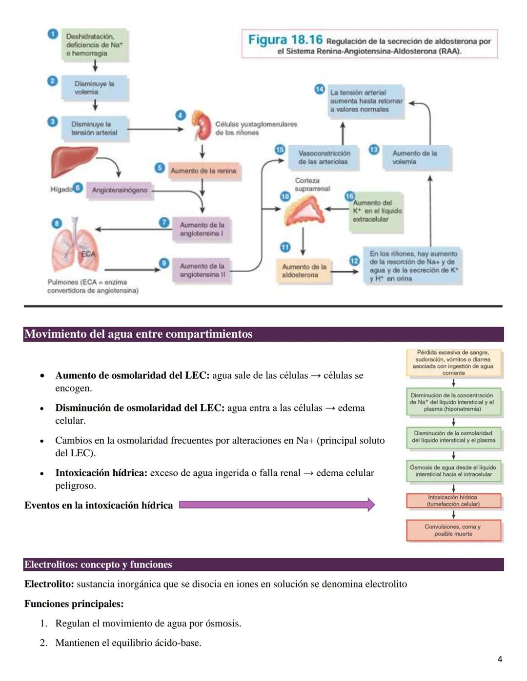 # Fisiología equilibrio acido base

Comportamiento de fluidos en el balance hídrico

El balance hídrico significa que las cantidades de agua