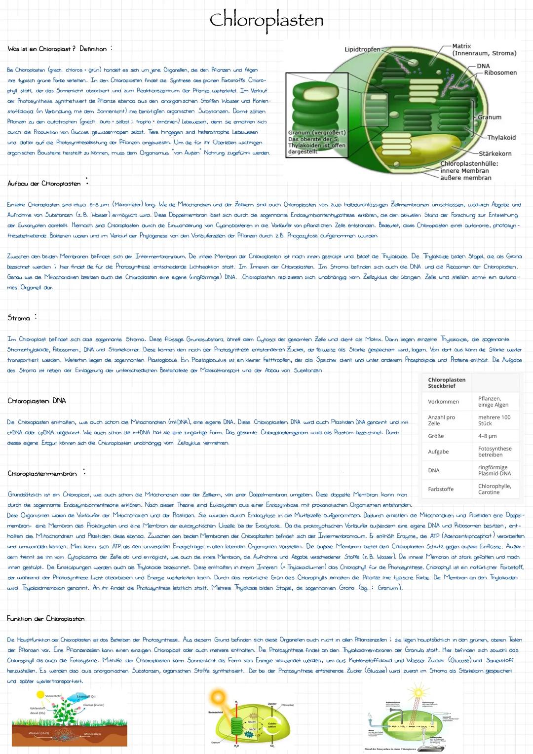 # Chloroplasten

-Matrix
Lipidtropfen
(Innenraum, Stroma)
DNA
Ribosomen

Was ist ein Chloroplast? Definition:

Pflanze ebenda
Bei Chioroplas