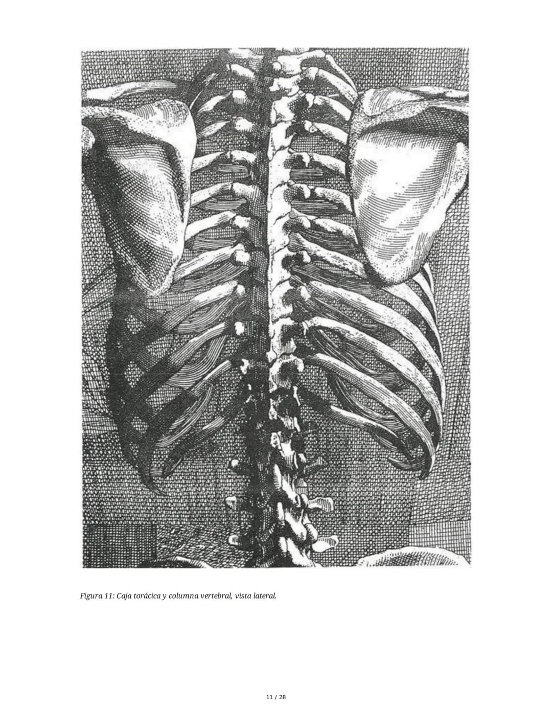 # Principios Fundamentales de la Técnica Clásica – Parte II

1. Movimientos Fundamentales del Ballet

## Jeté

El *battement tendu jeté* es 