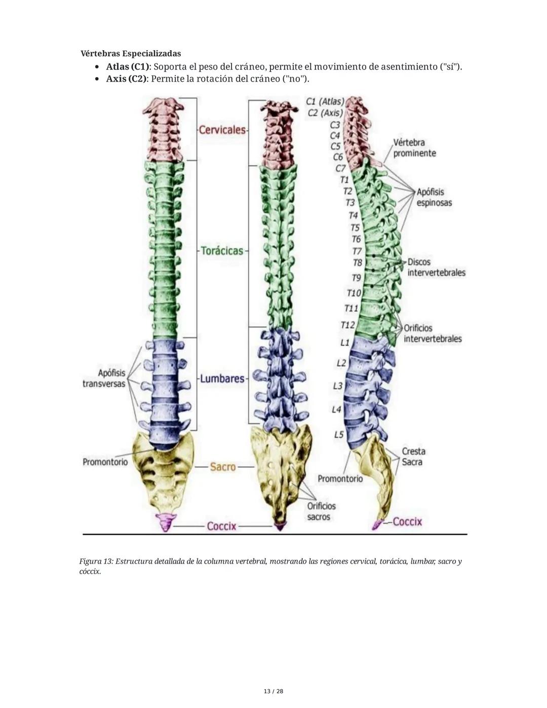 # Principios Fundamentales de la Técnica Clásica – Parte II

1. Movimientos Fundamentales del Ballet

## Jeté

El *battement tendu jeté* es 