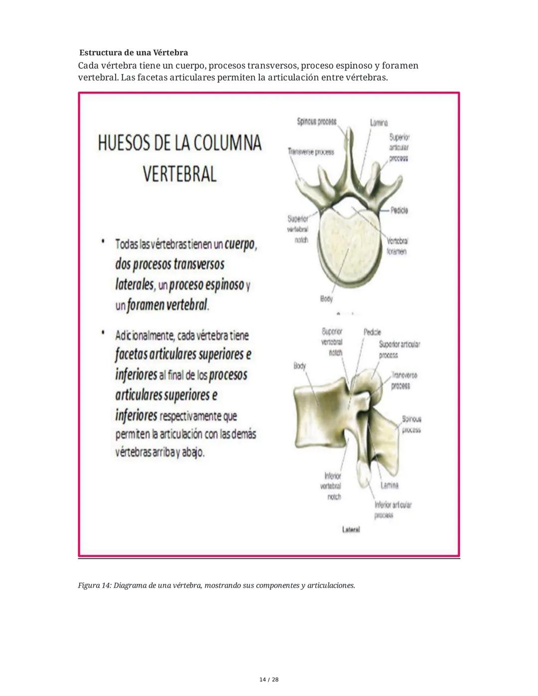# Principios Fundamentales de la Técnica Clásica – Parte II

1. Movimientos Fundamentales del Ballet

## Jeté

El *battement tendu jeté* es 