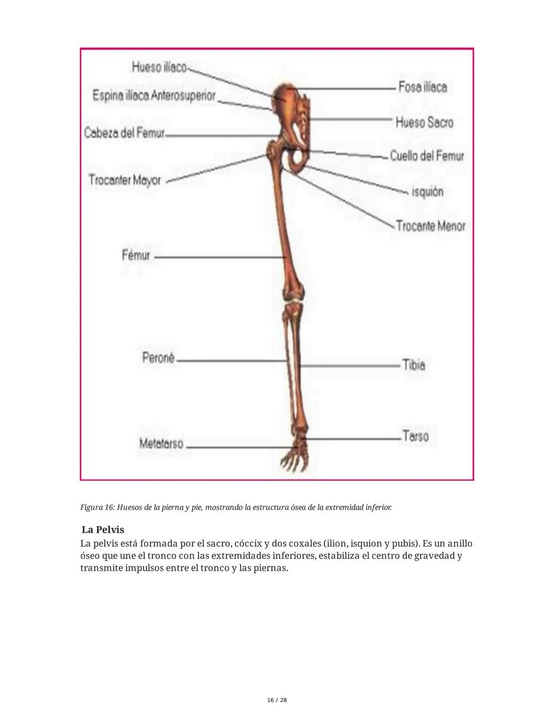 # Principios Fundamentales de la Técnica Clásica – Parte II

1. Movimientos Fundamentales del Ballet

## Jeté

El *battement tendu jeté* es 