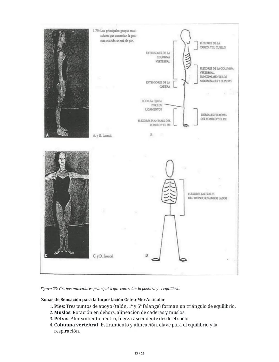 # Principios Fundamentales de la Técnica Clásica – Parte II

1. Movimientos Fundamentales del Ballet

## Jeté

El *battement tendu jeté* es 