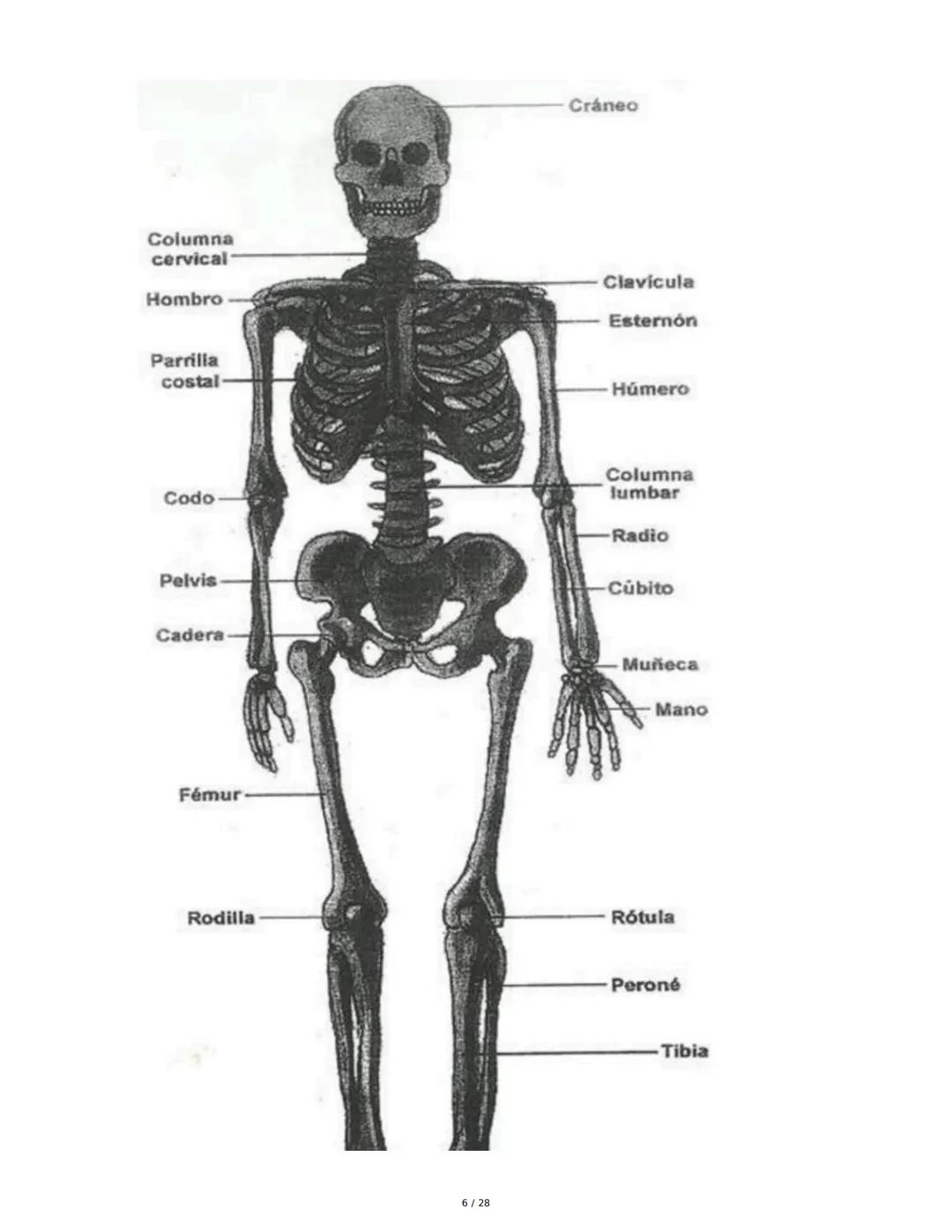 # Principios Fundamentales de la Técnica Clásica – Parte II

1. Movimientos Fundamentales del Ballet

## Jeté

El *battement tendu jeté* es 