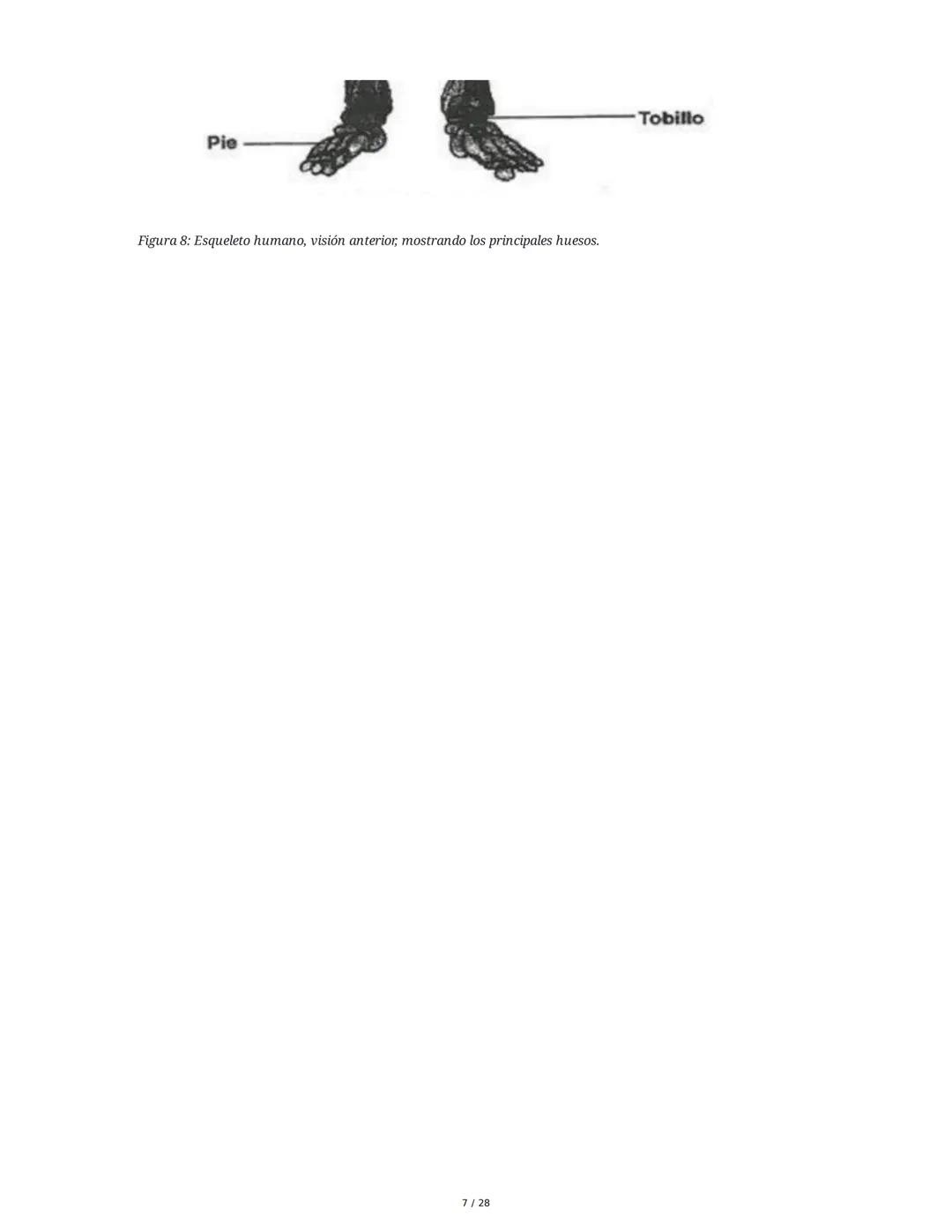 # Principios Fundamentales de la Técnica Clásica – Parte II

1. Movimientos Fundamentales del Ballet

## Jeté

El *battement tendu jeté* es 