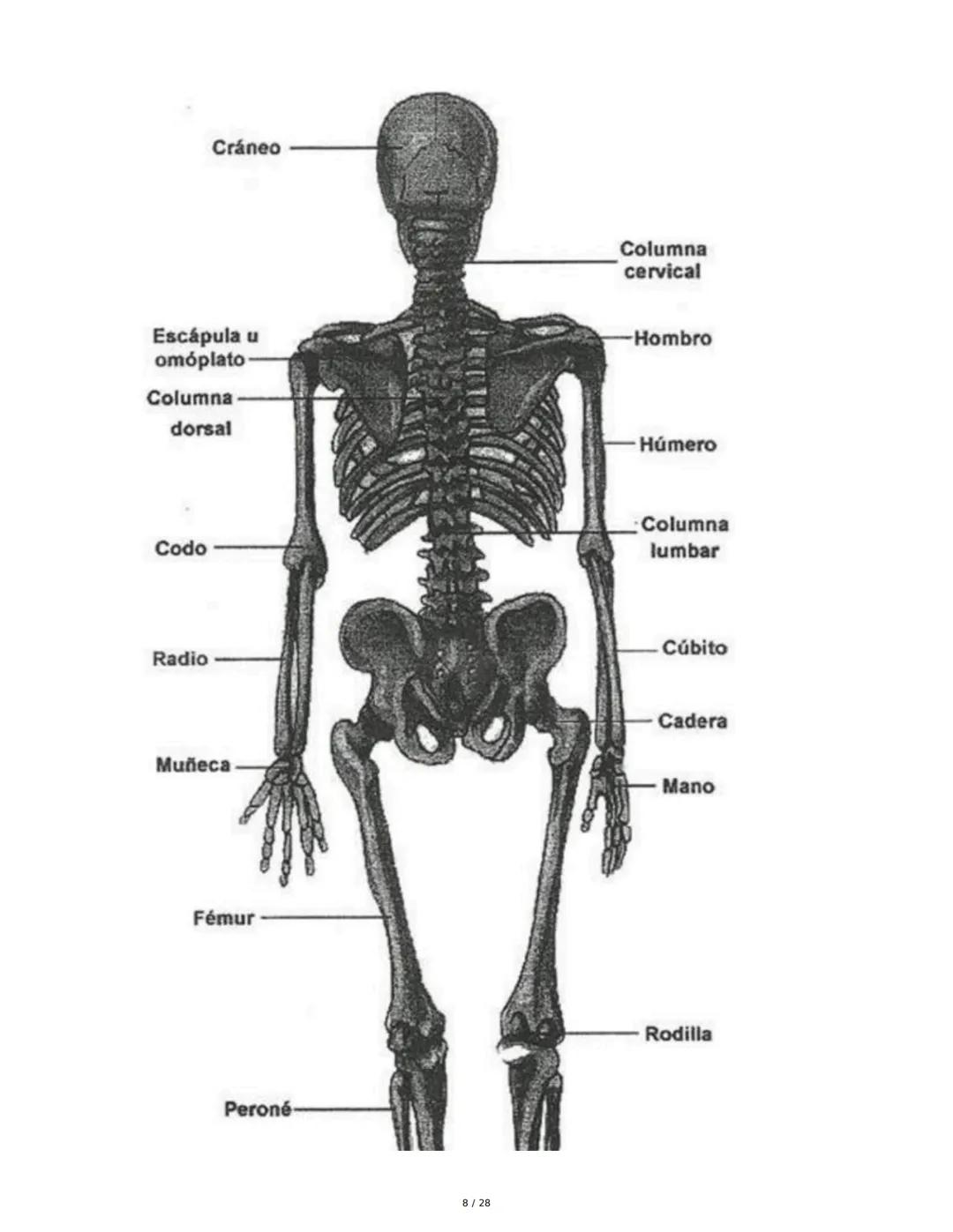 # Principios Fundamentales de la Técnica Clásica – Parte II

1. Movimientos Fundamentales del Ballet

## Jeté

El *battement tendu jeté* es 