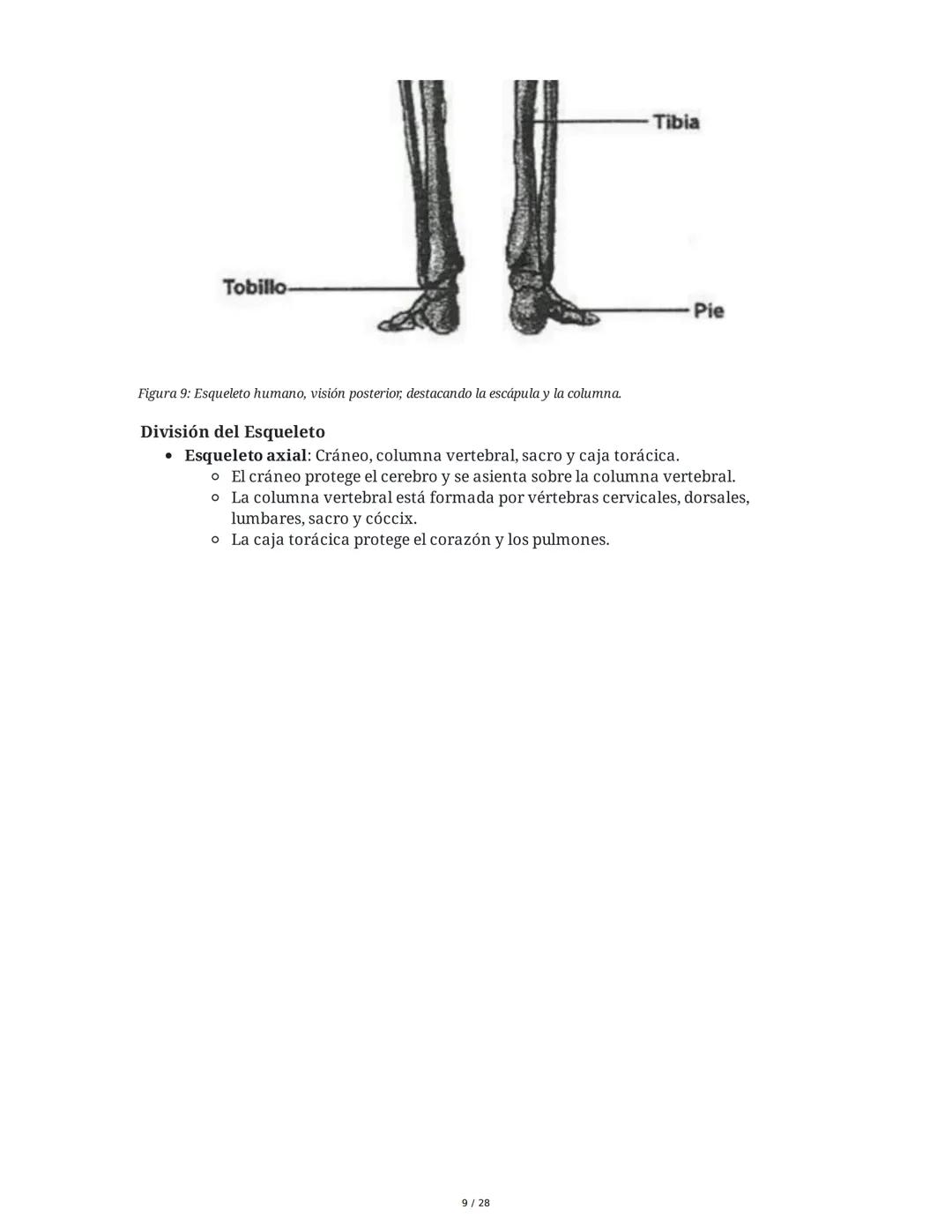 # Principios Fundamentales de la Técnica Clásica – Parte II

1. Movimientos Fundamentales del Ballet

## Jeté

El *battement tendu jeté* es 
