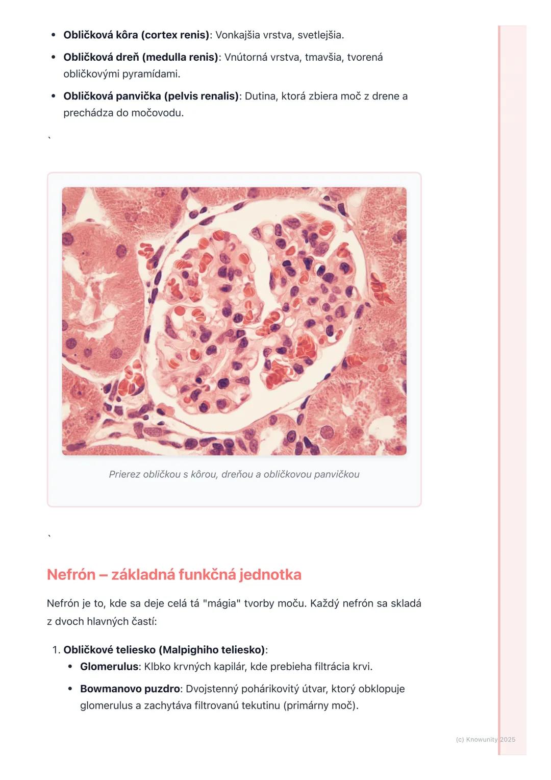 # Vylučovacia sústava

1. Prehľad vylučovacej sústavy

Vylučovacia sústava je pre naše telo super dôležitá, lebo sa stará o to, aby sme
sa z