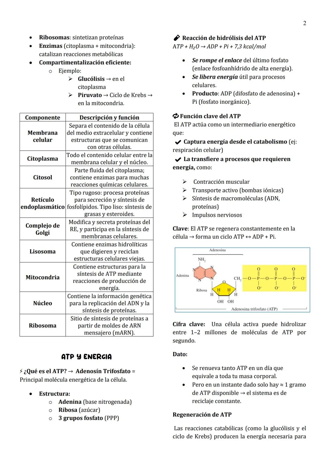 1
Unidad 8
METABOLISMO
¿Qué es el metabolismo?
→ Conjunto de reacciones químicas que suceden
en las células vivas para formar (anabolismo) o