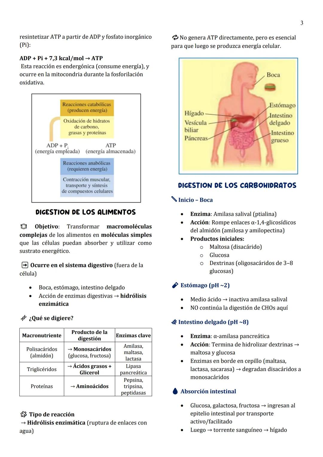 1
Unidad 8
METABOLISMO
¿Qué es el metabolismo?
→ Conjunto de reacciones químicas que suceden
en las células vivas para formar (anabolismo) o