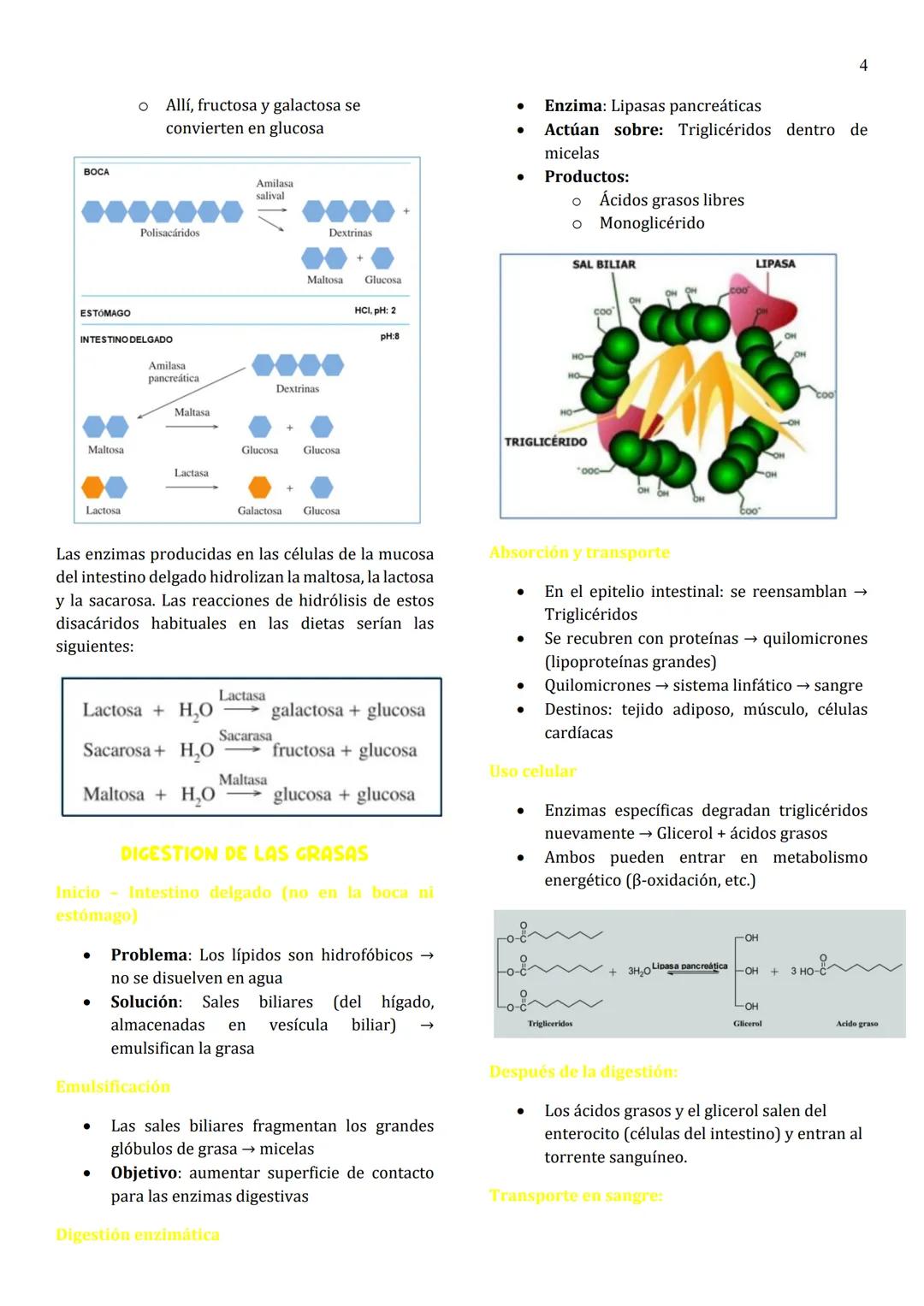 1
Unidad 8
METABOLISMO
¿Qué es el metabolismo?
→ Conjunto de reacciones químicas que suceden
en las células vivas para formar (anabolismo) o