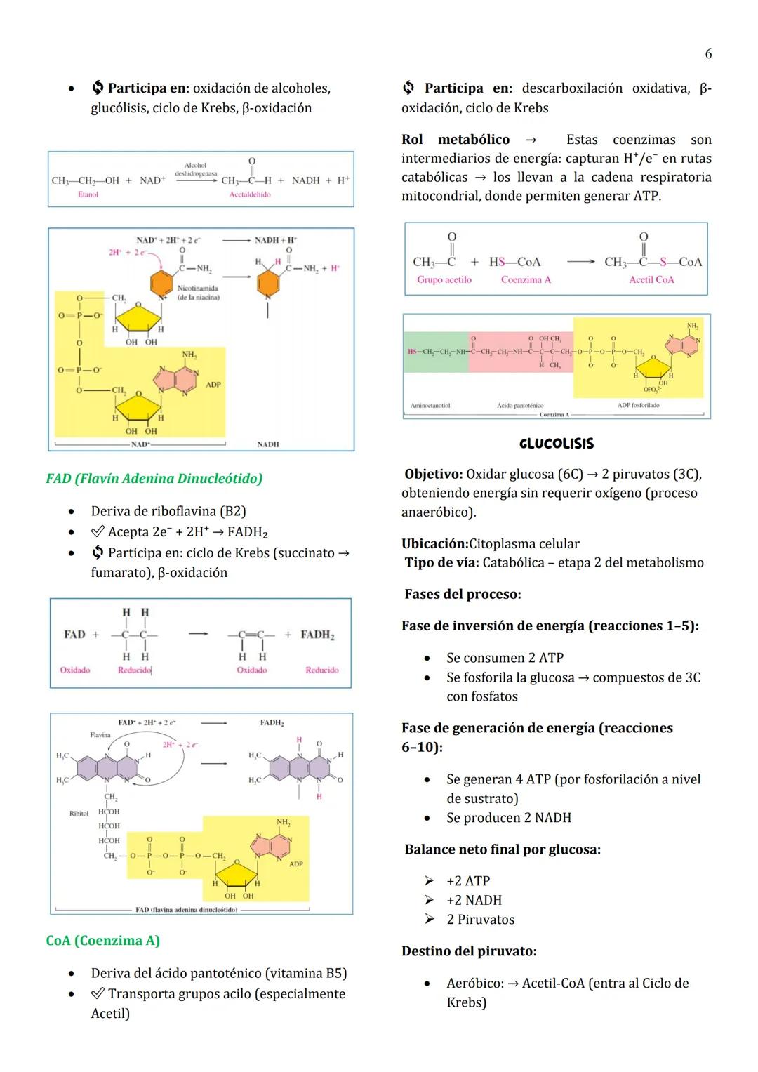 1
Unidad 8
METABOLISMO
¿Qué es el metabolismo?
→ Conjunto de reacciones químicas que suceden
en las células vivas para formar (anabolismo) o