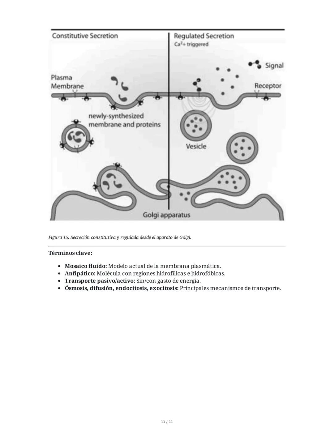 Teoría del Mosaico Fluido y Estructura de la Membrana
1. Introducción y Propiedades de la Membrana
La membrana plasmática es una estructura 
