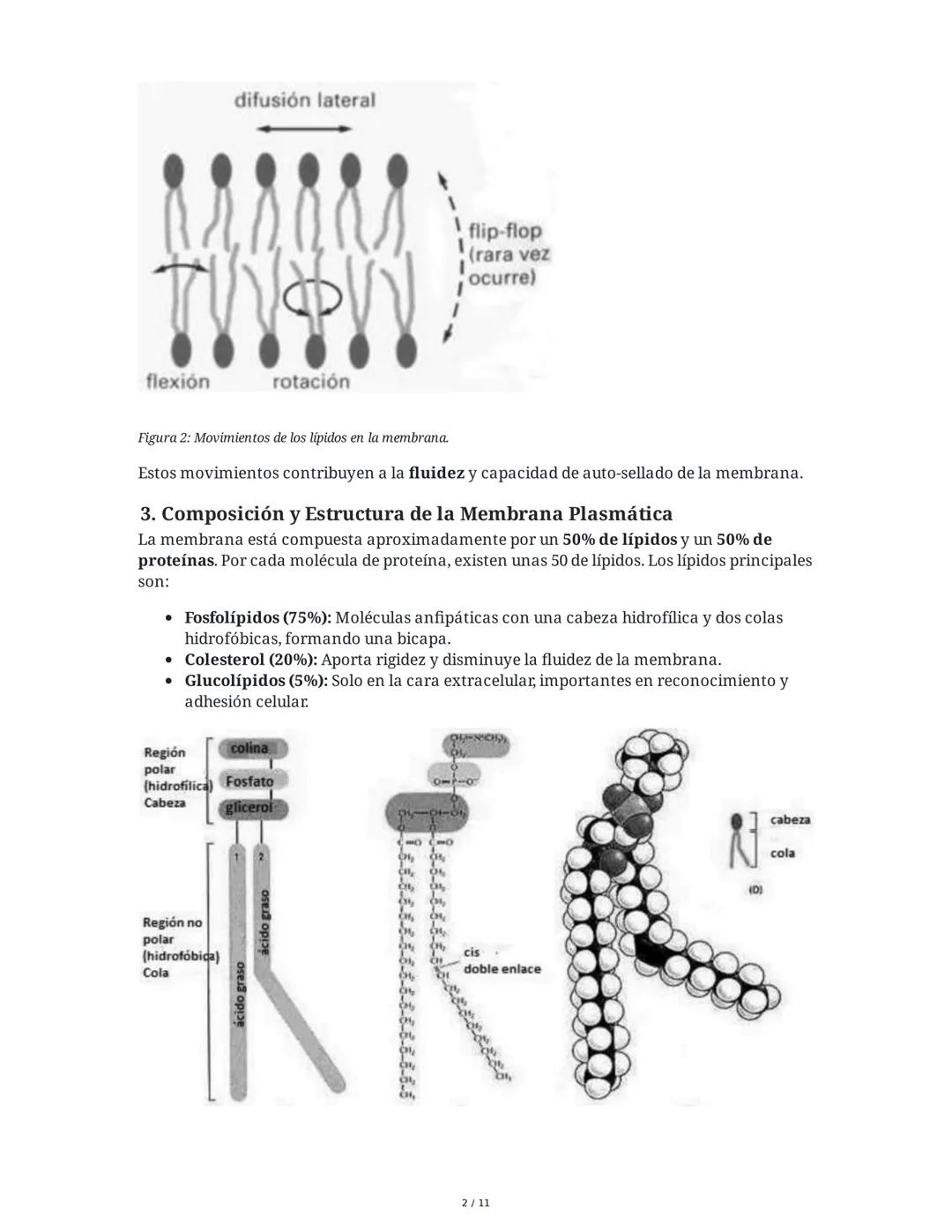 Teoría del Mosaico Fluido y Estructura de la Membrana
1. Introducción y Propiedades de la Membrana
La membrana plasmática es una estructura 